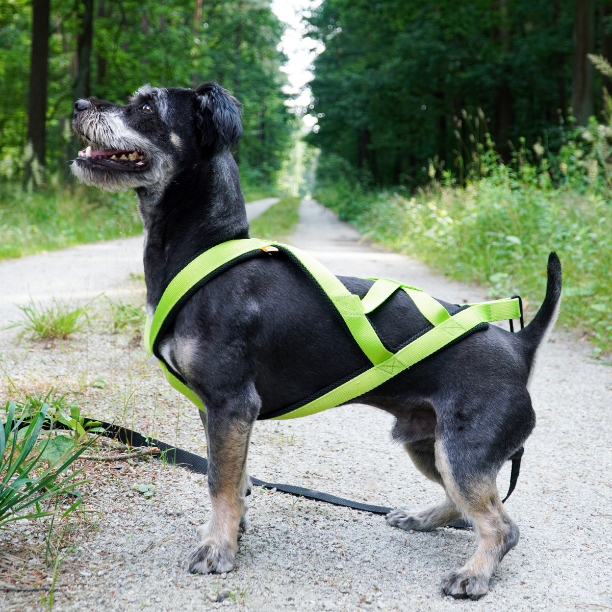 Ham de tracțiune pentru dogtrekking