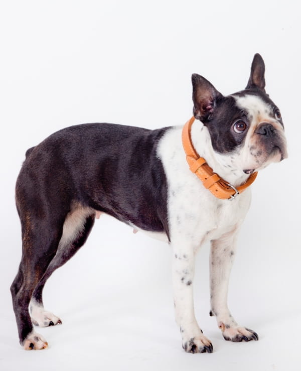 Zgardă clasică cusută dublu