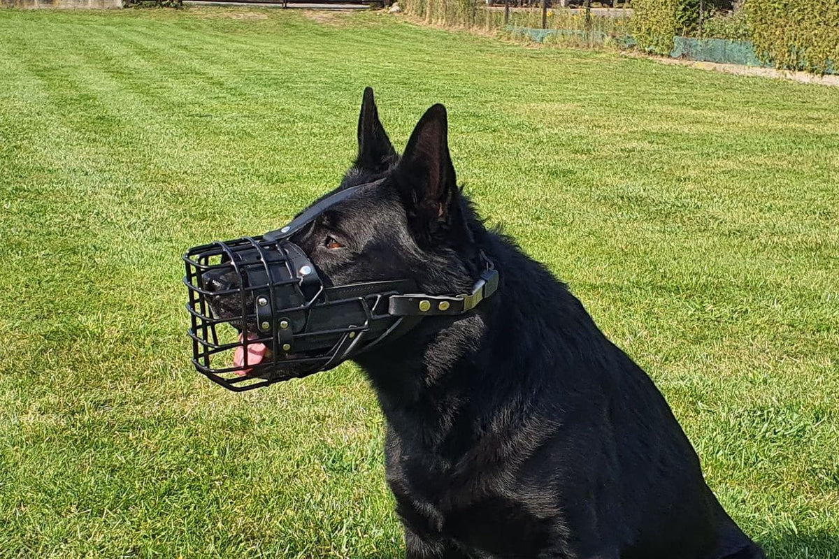 Dingo Gear K-9 – Botniță fiziologică pentru Ciobănesc German - Durabilitate, siguranță și confort