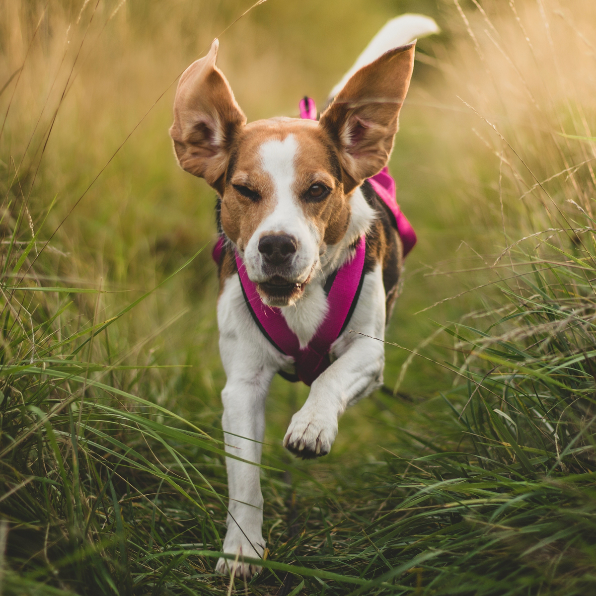 Ham de tracțiune pentru dogtrekking