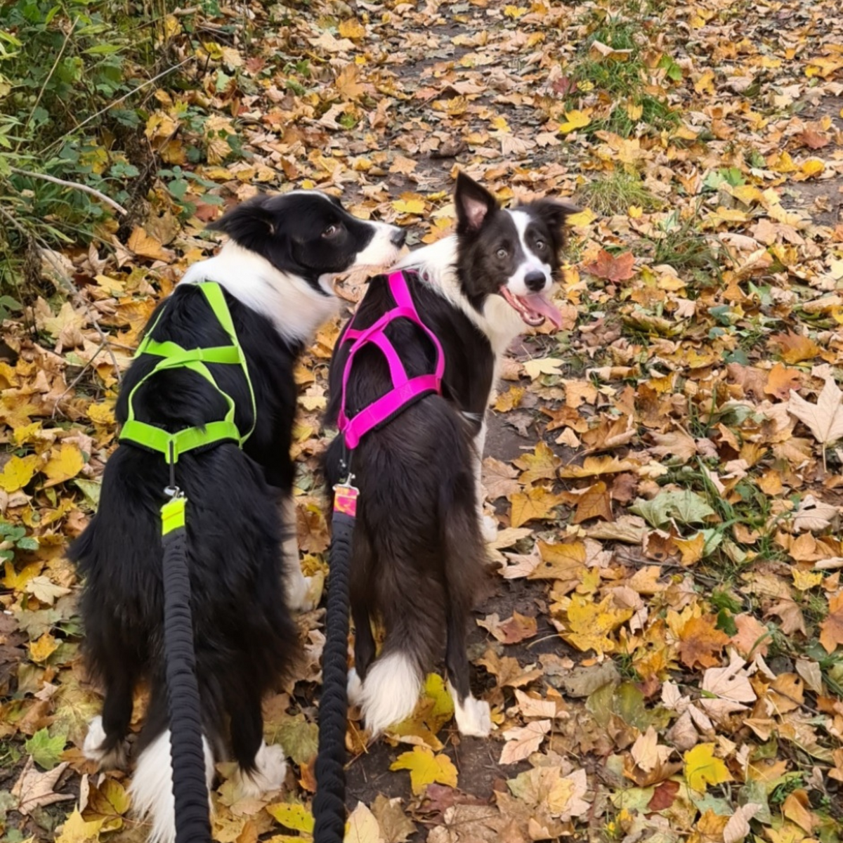 Ham de tracțiune pentru dogtrekking