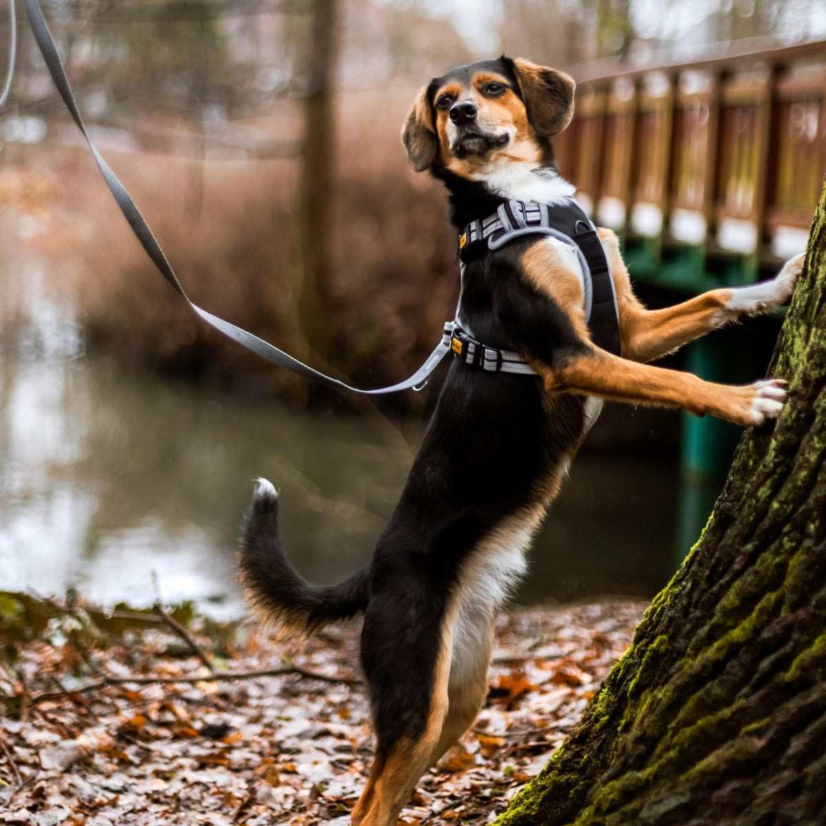 Ham anti-presiune pentru câini Dynamic