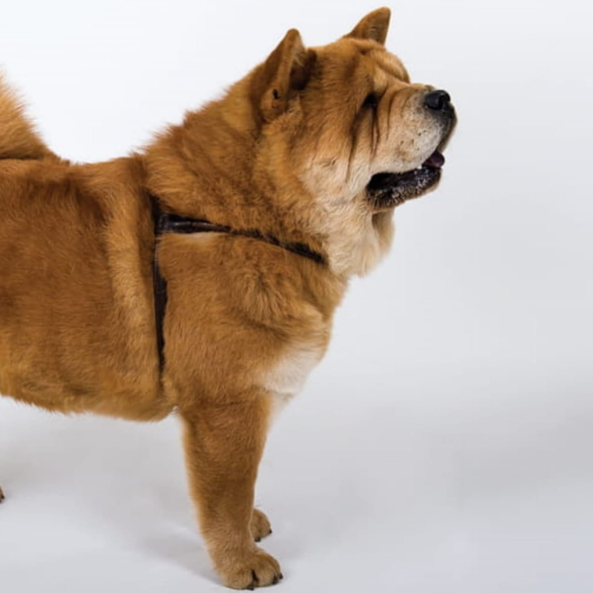 Ham pentru câini Chow Chow