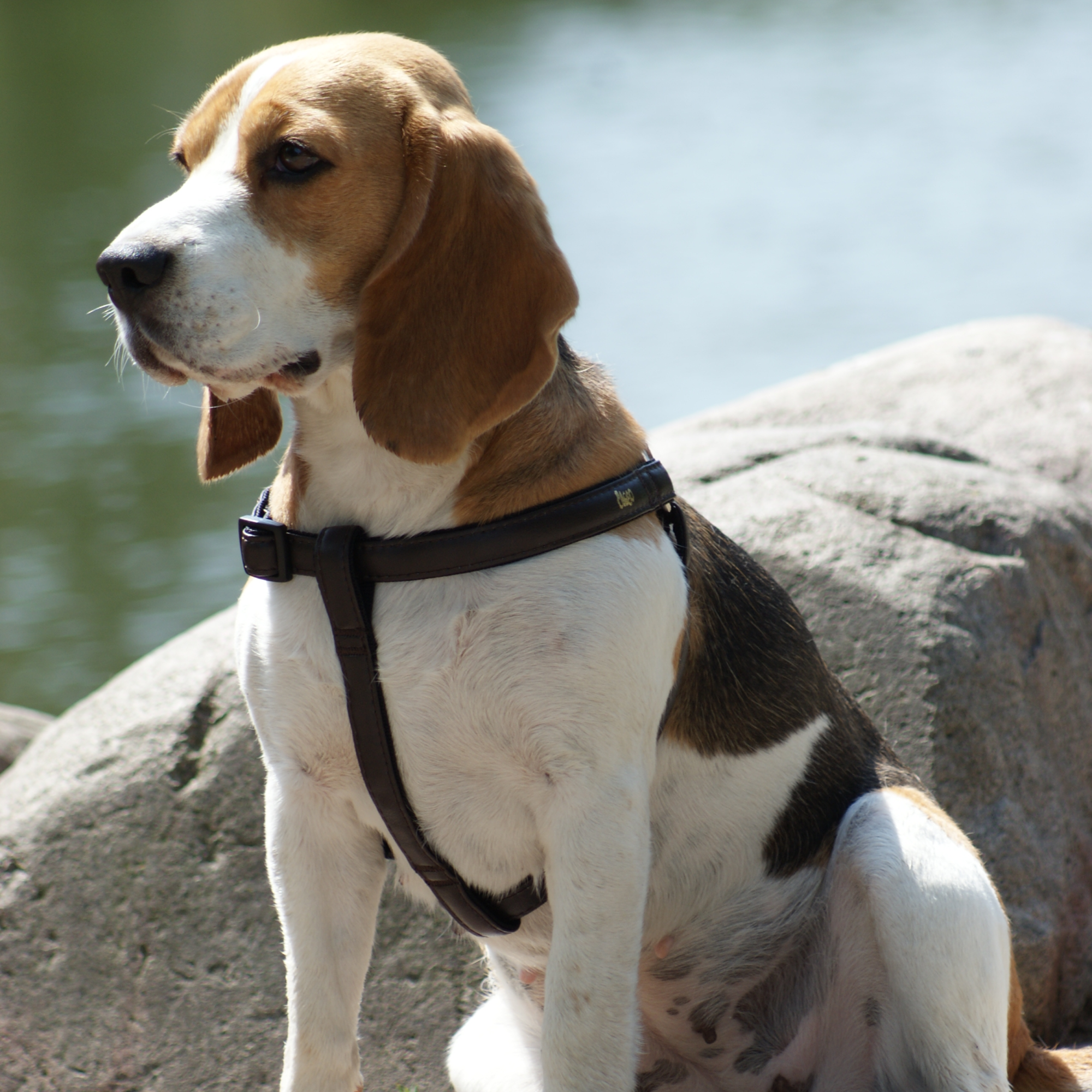 Ham pentru câini FRED