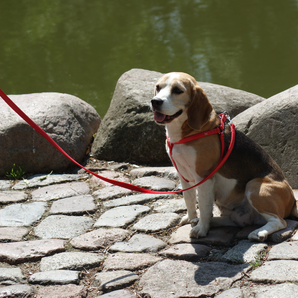 Lesă simplă pentru câini Basic