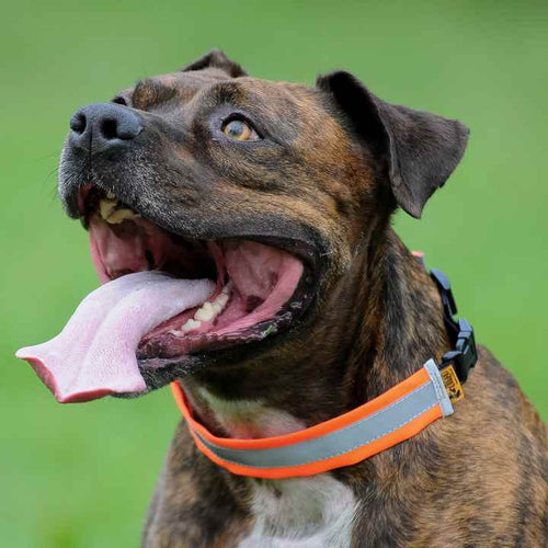 Bandă reflectorizantă pentru câine reflex