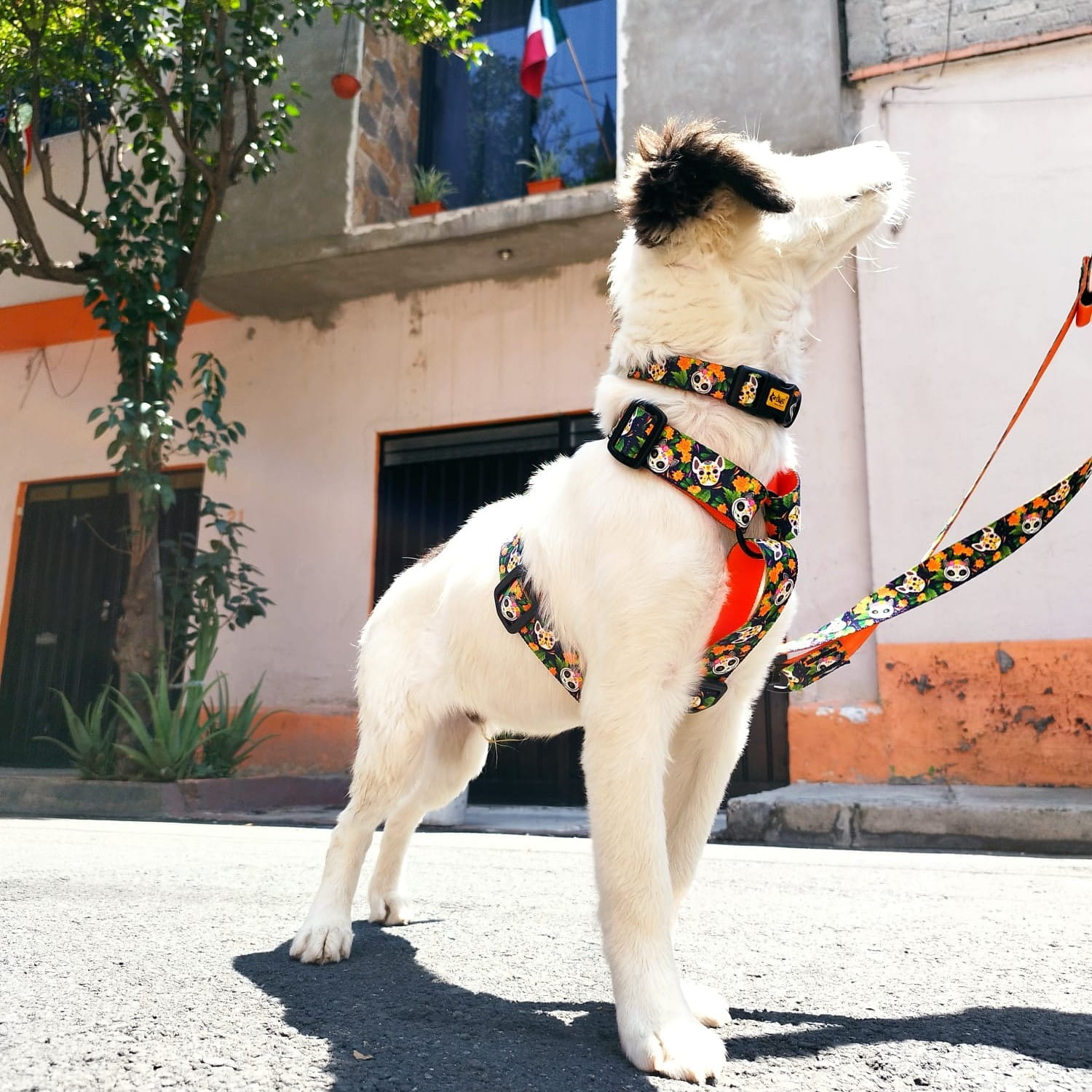 Ham GUARD CITY CHIAPAS