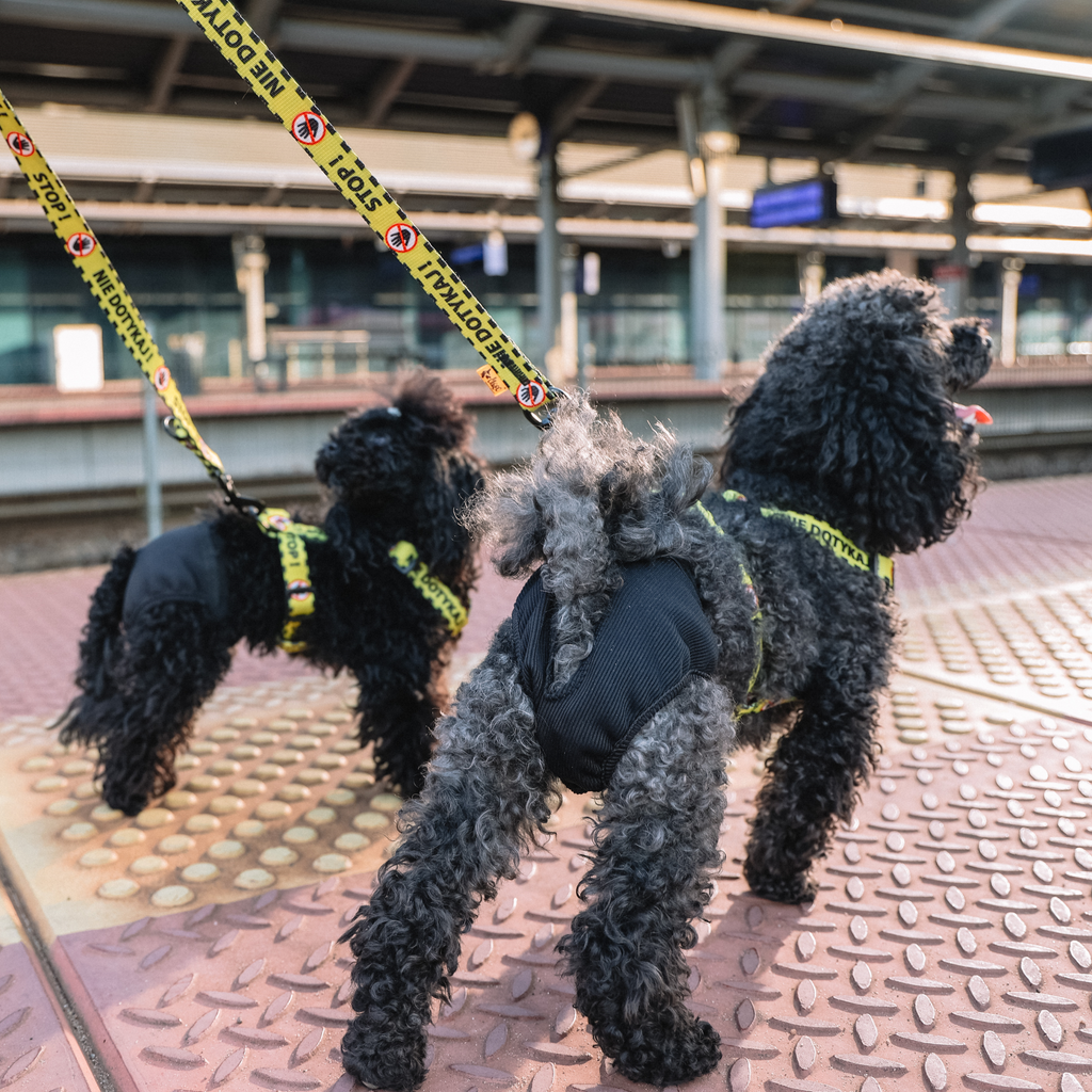 Scutece lavabile pentru câini