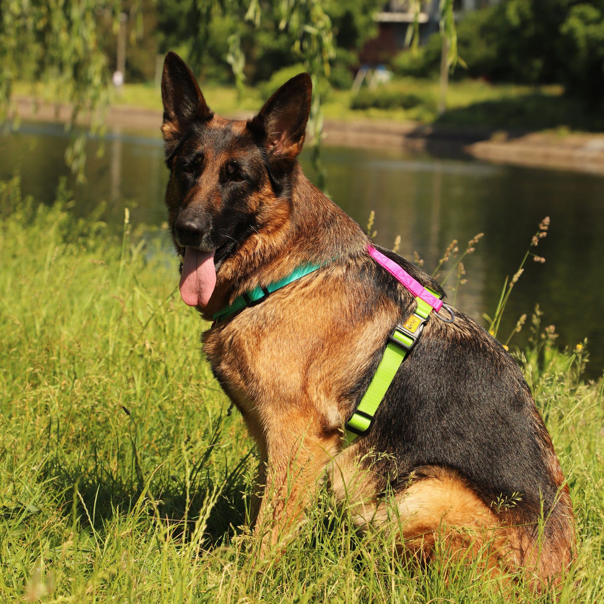 Ham Active GUARD