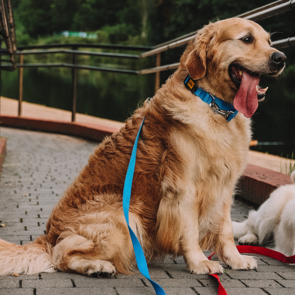 Lesă simplă pentru câini Tape