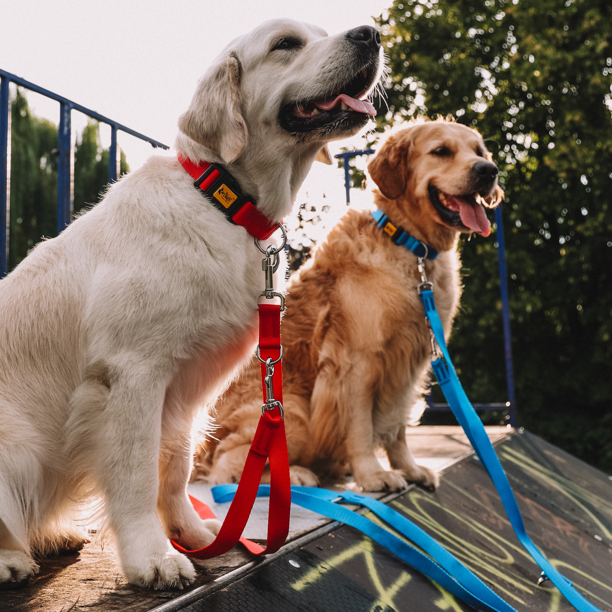 lesă extensibilă din bandă