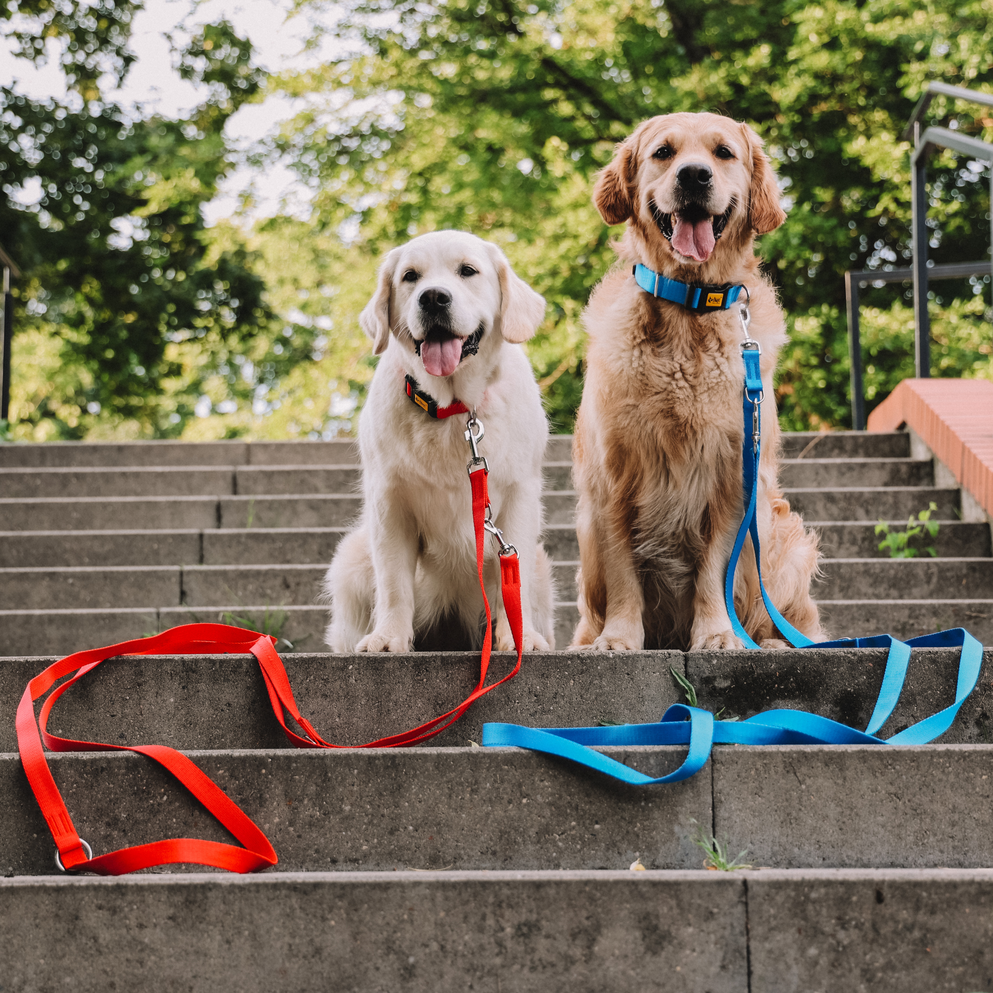 Lesă din bandă extensibilă – 4 metri