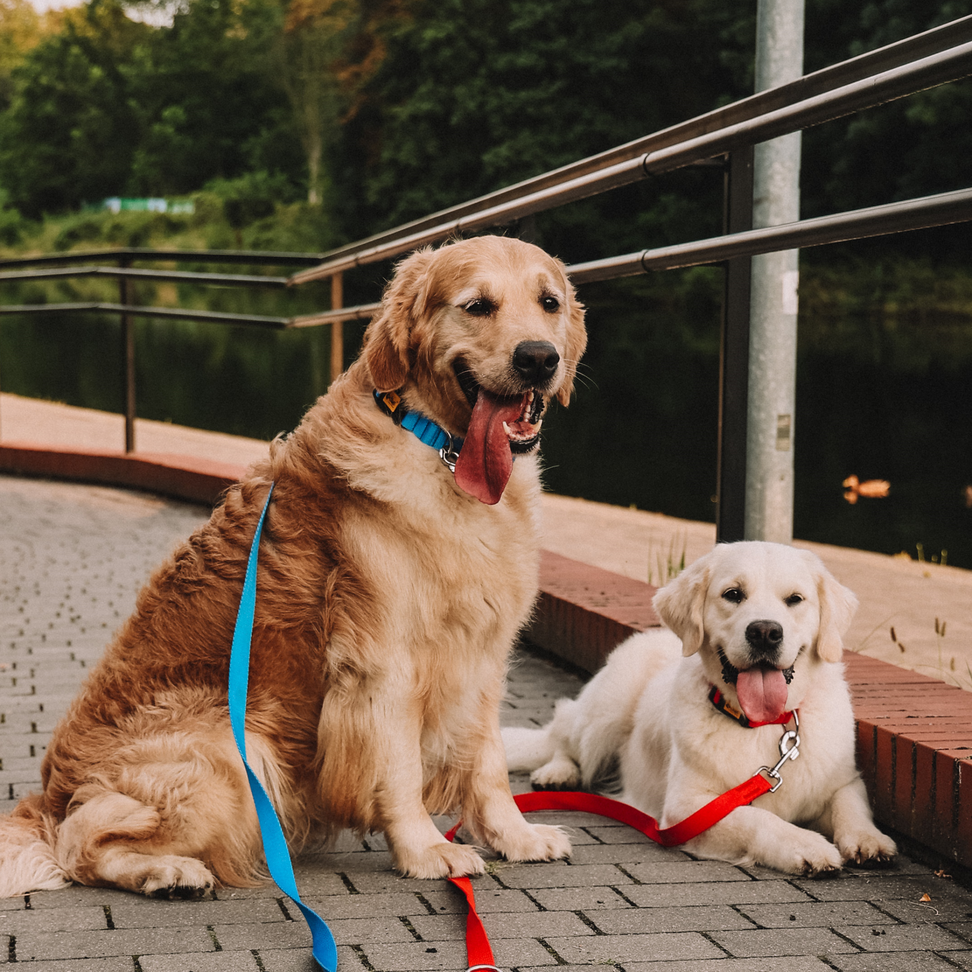 Lesă cu reglare lină a lungimii