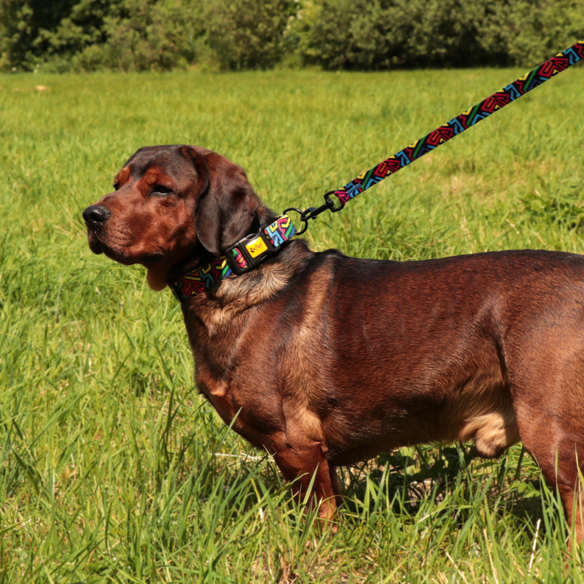 Lesă extensibilă City Graffiti