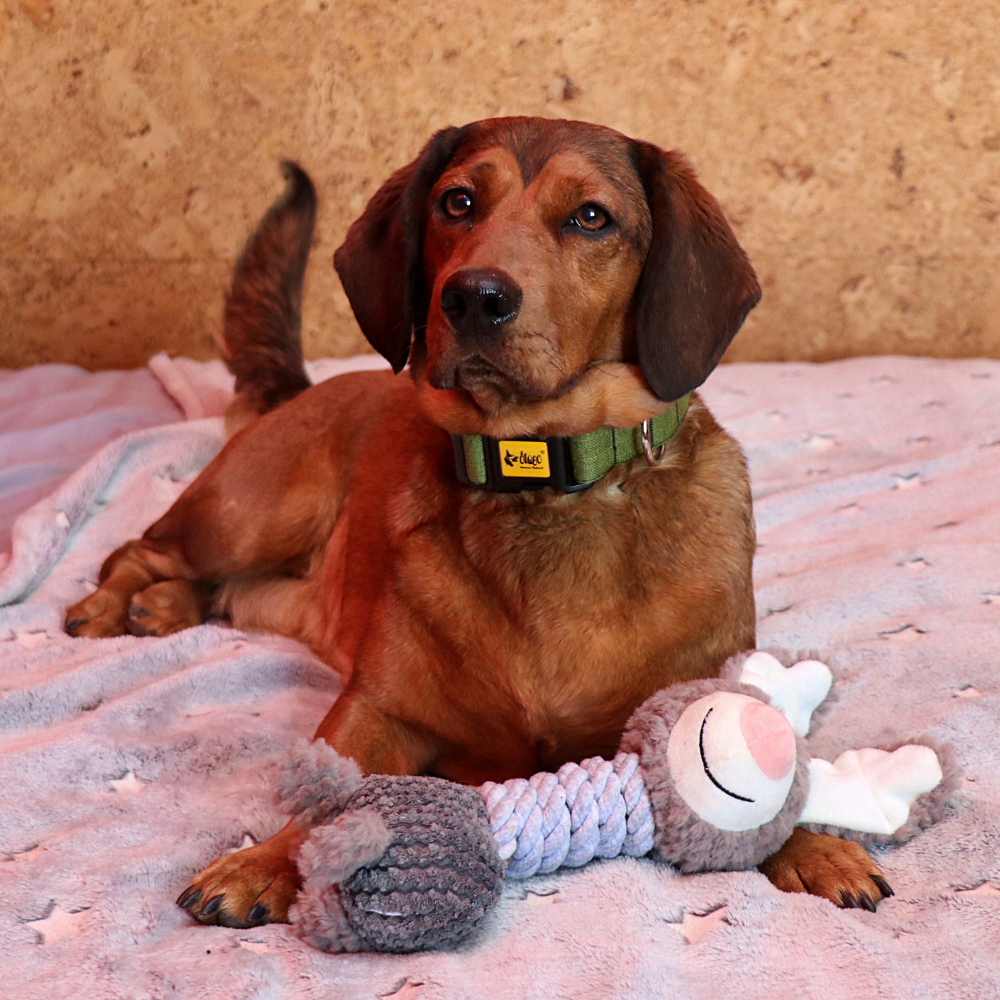 Jucărie din pluș pentru câini măgar