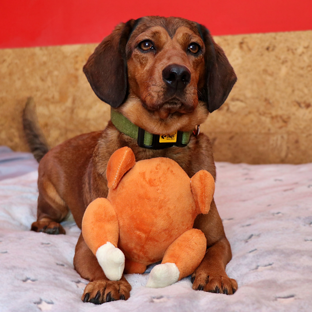 Jucărie din pluș pentru câini pui