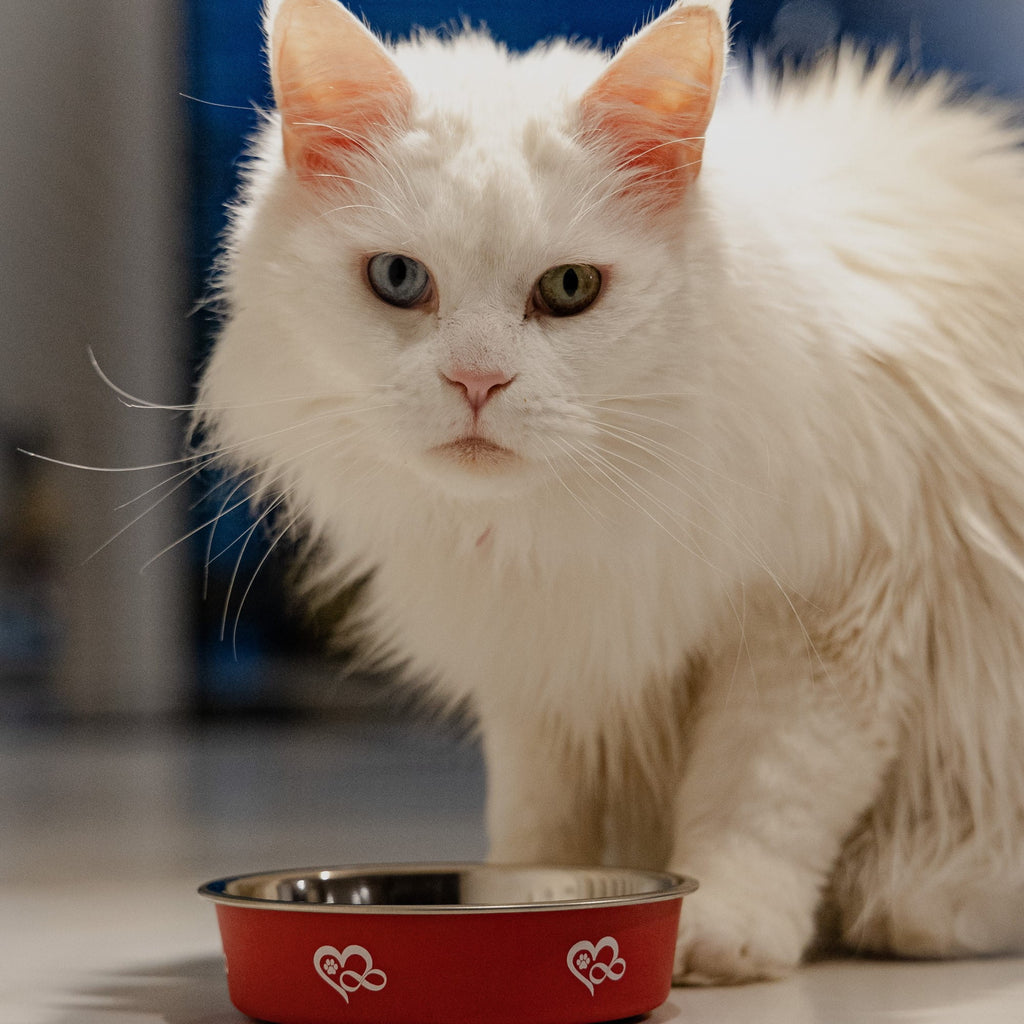 Bol metalic antiderapant pentru pisici