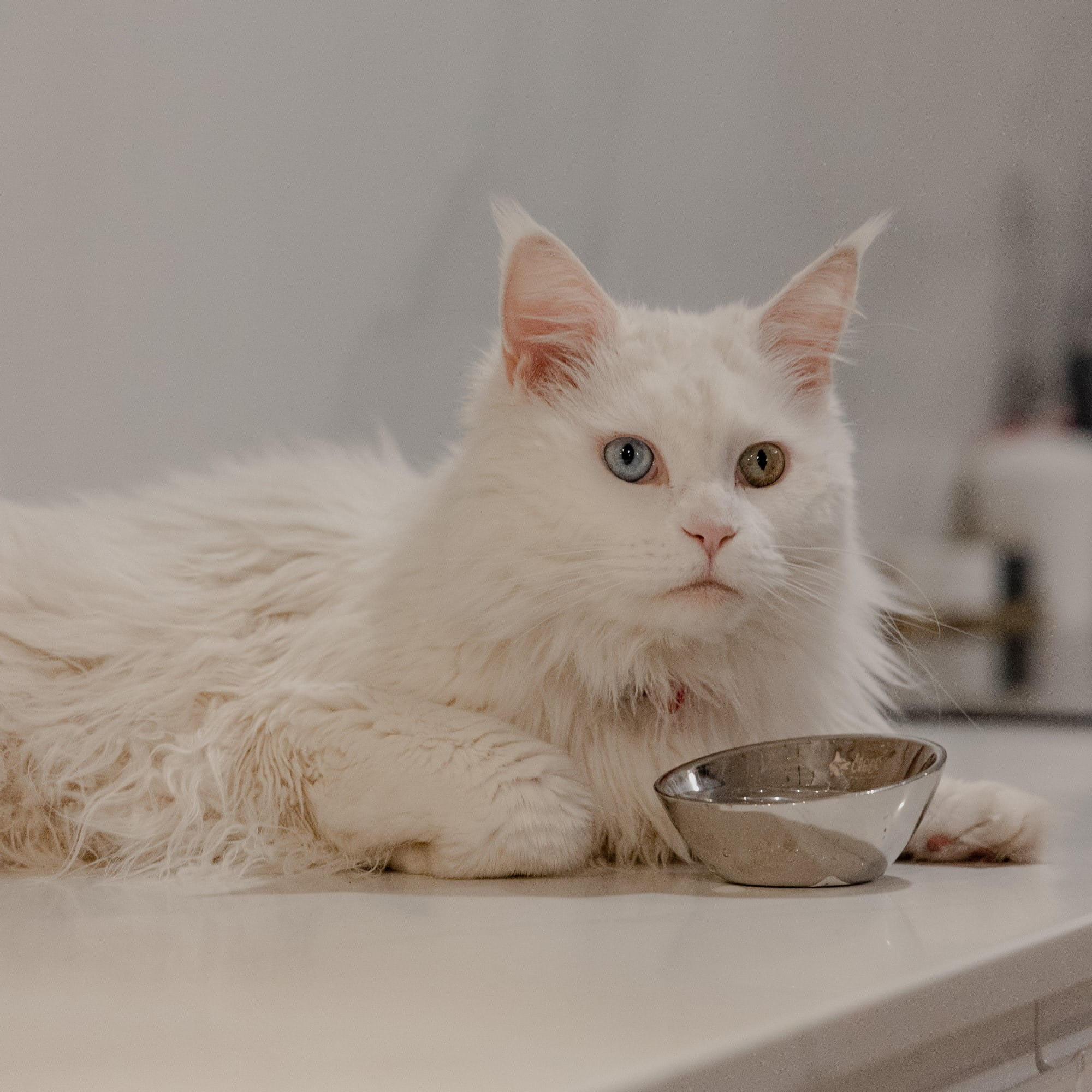 Bol oval metalic pentru pisici