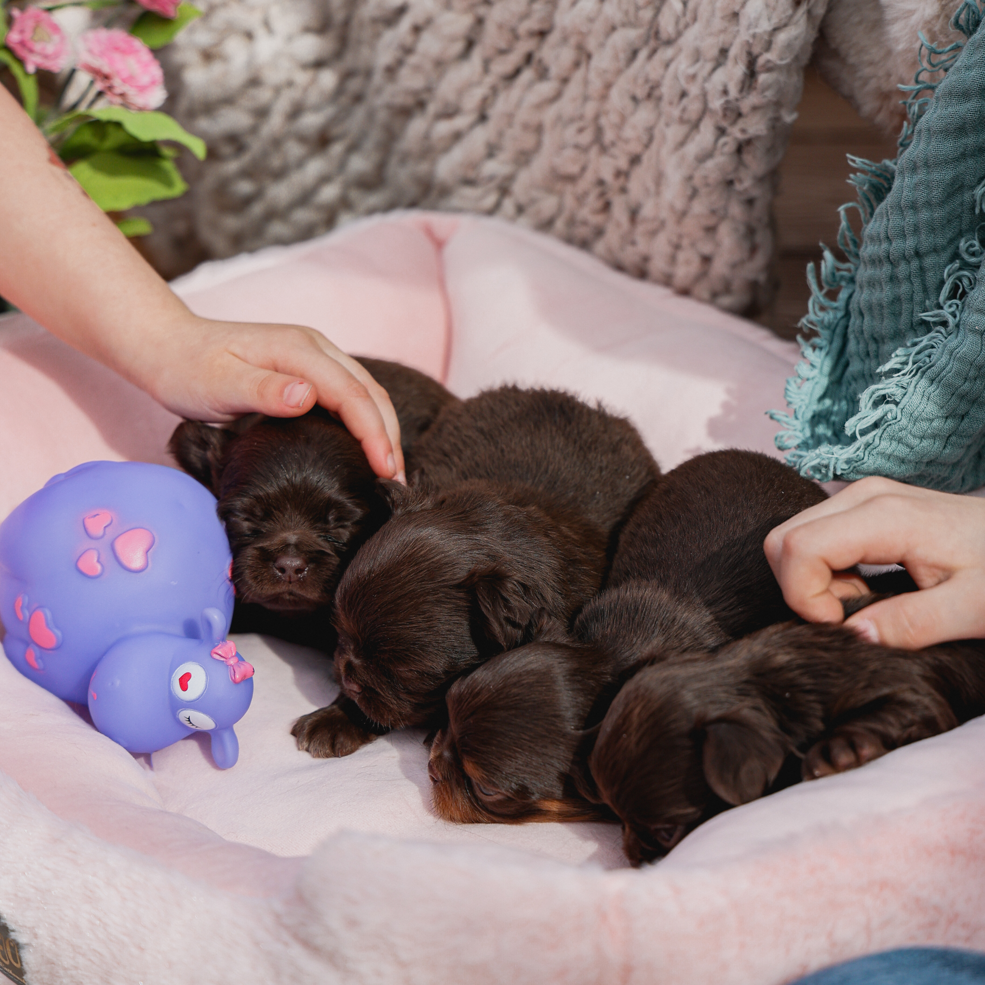 Jucărie pentru câine Hipopotam Louis