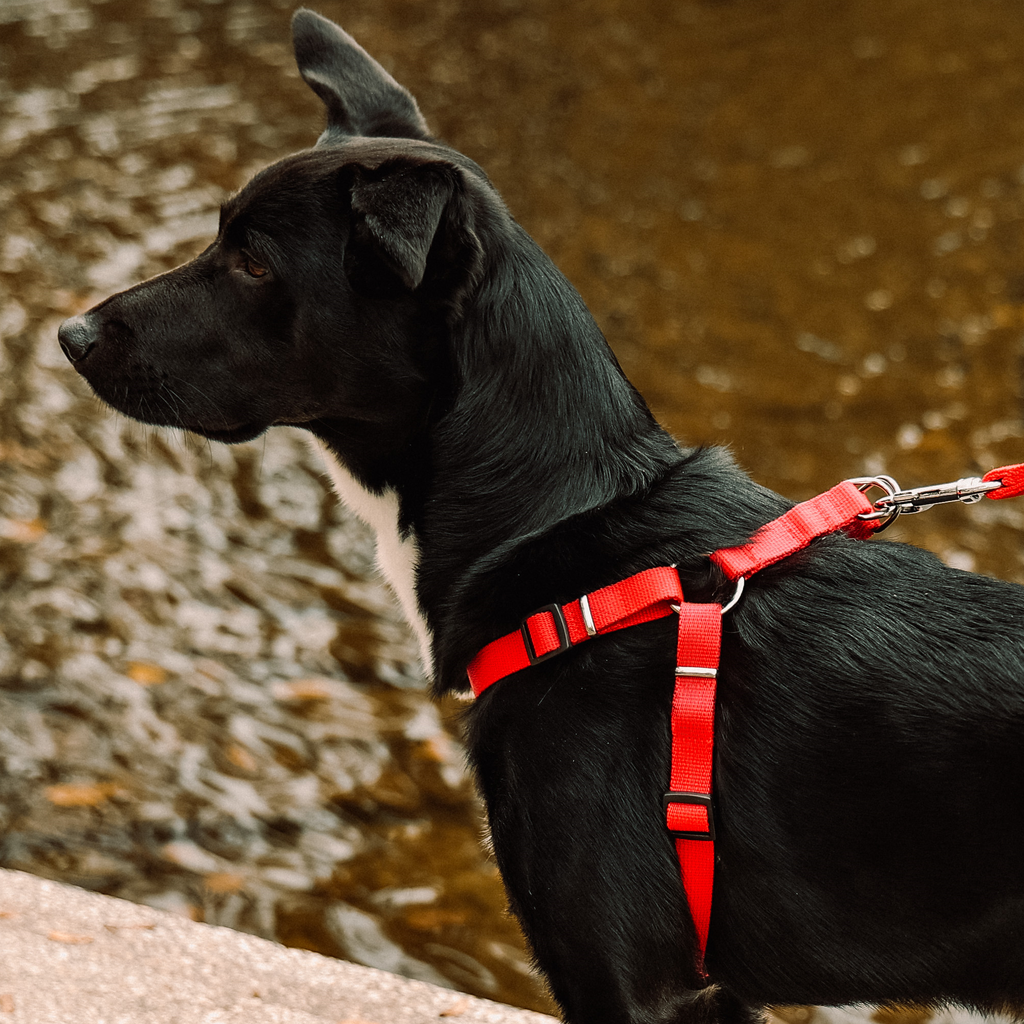 Ham tip step-in din bandă