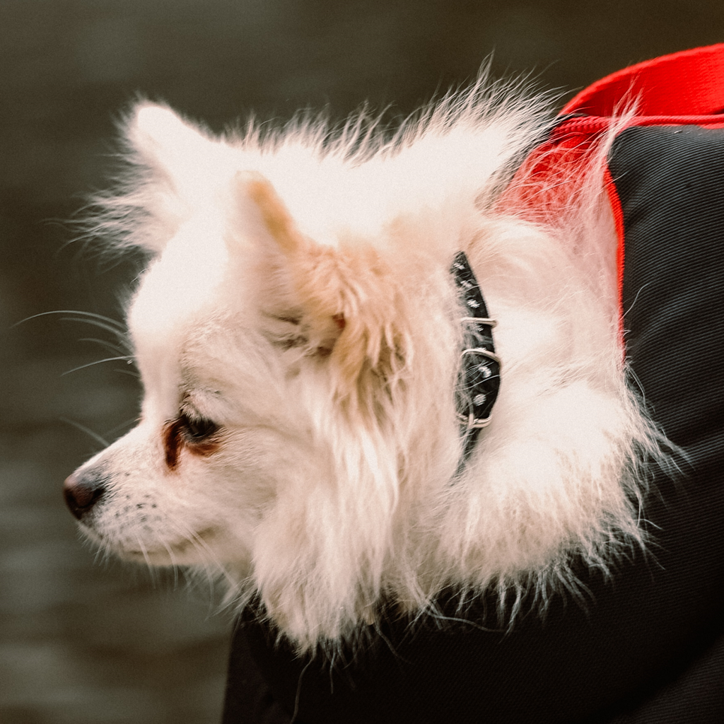 Zgardă brodată welour