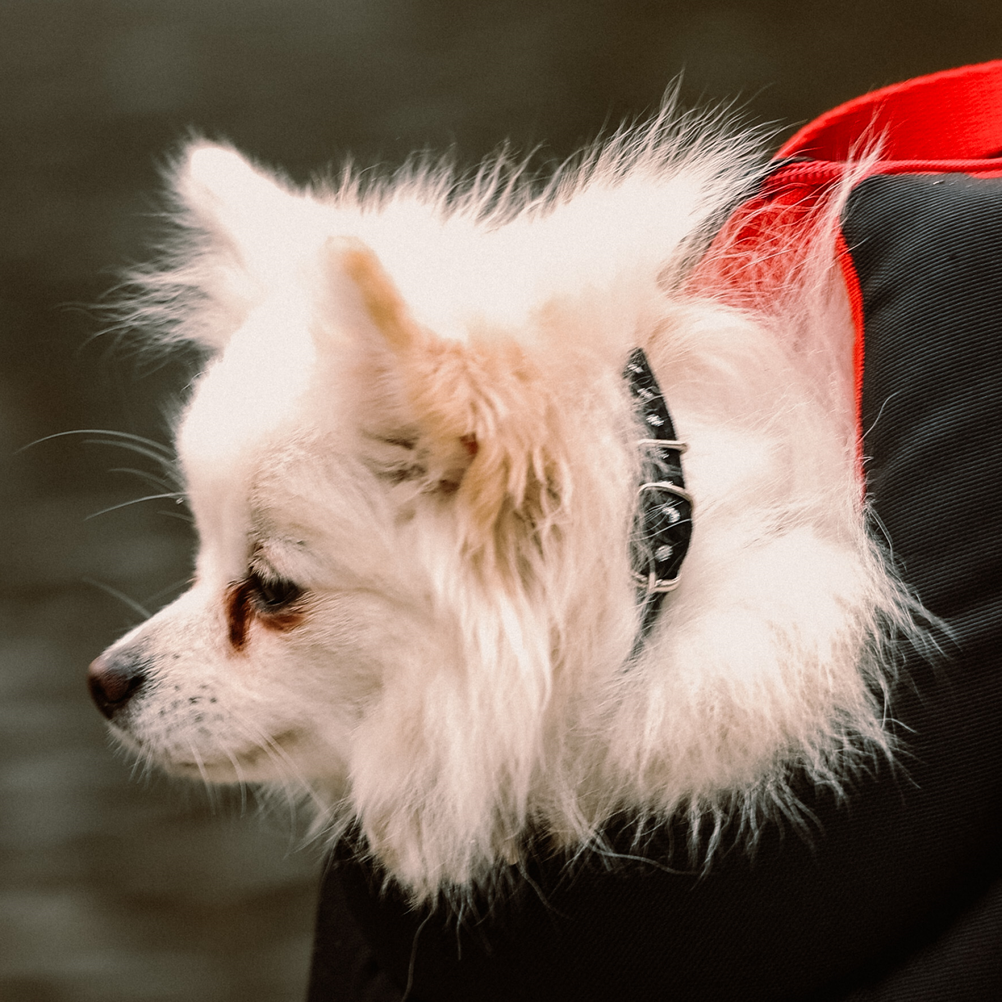 Zgardă brodată welour