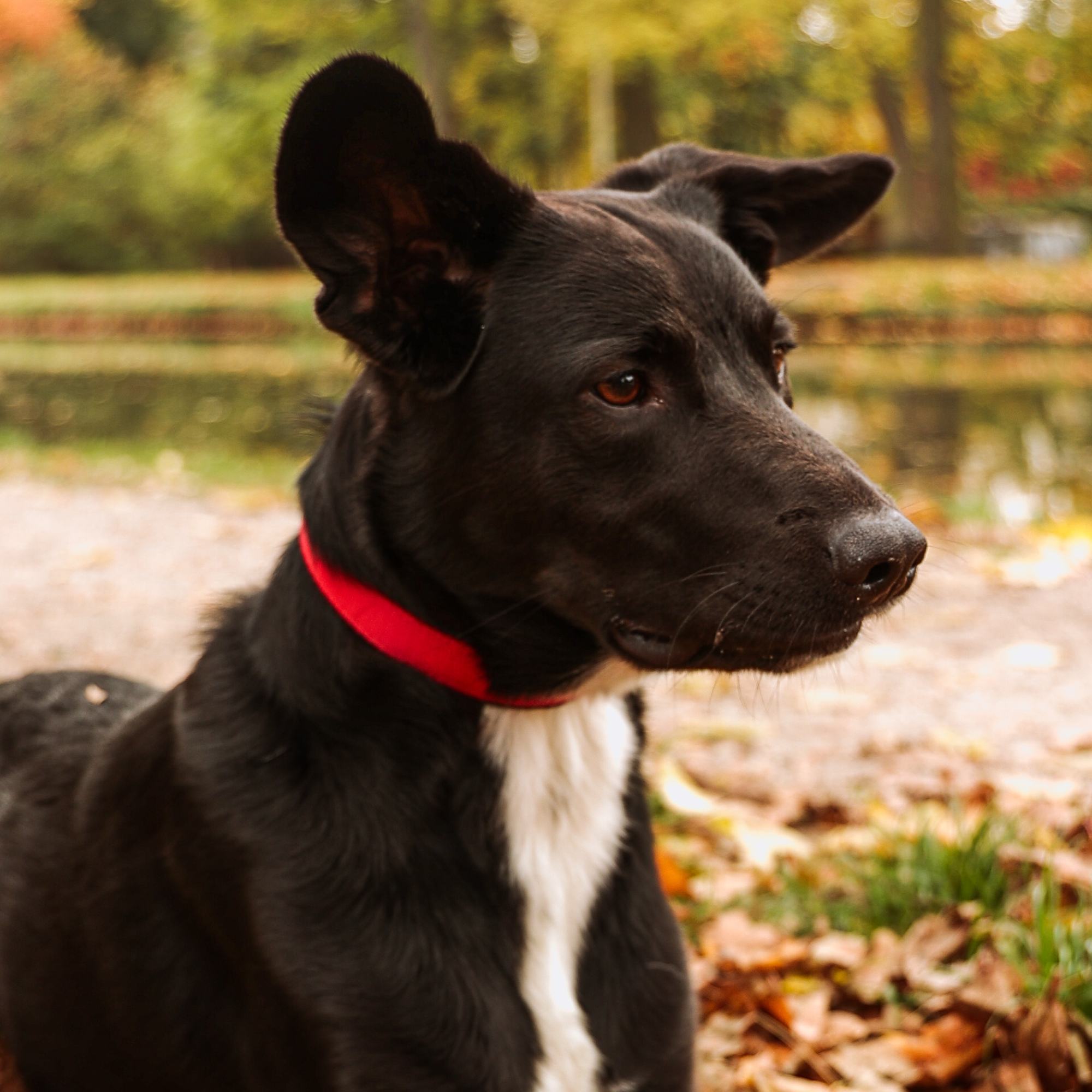 Zgardă pentru câine extra tape