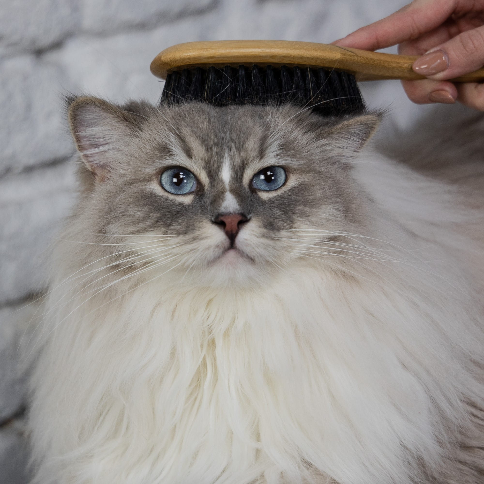 Perie din bambus cu peri din păr de mistreț