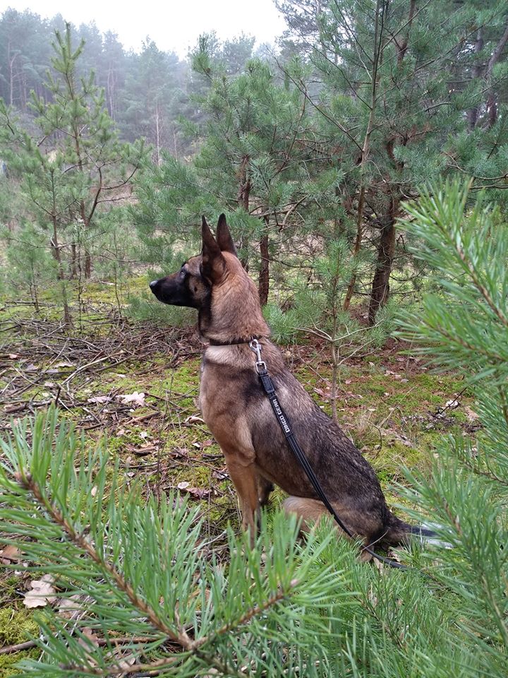 Dingo Gear – Lesă multifuncțională din bandă cauciucată WAŁECZEK