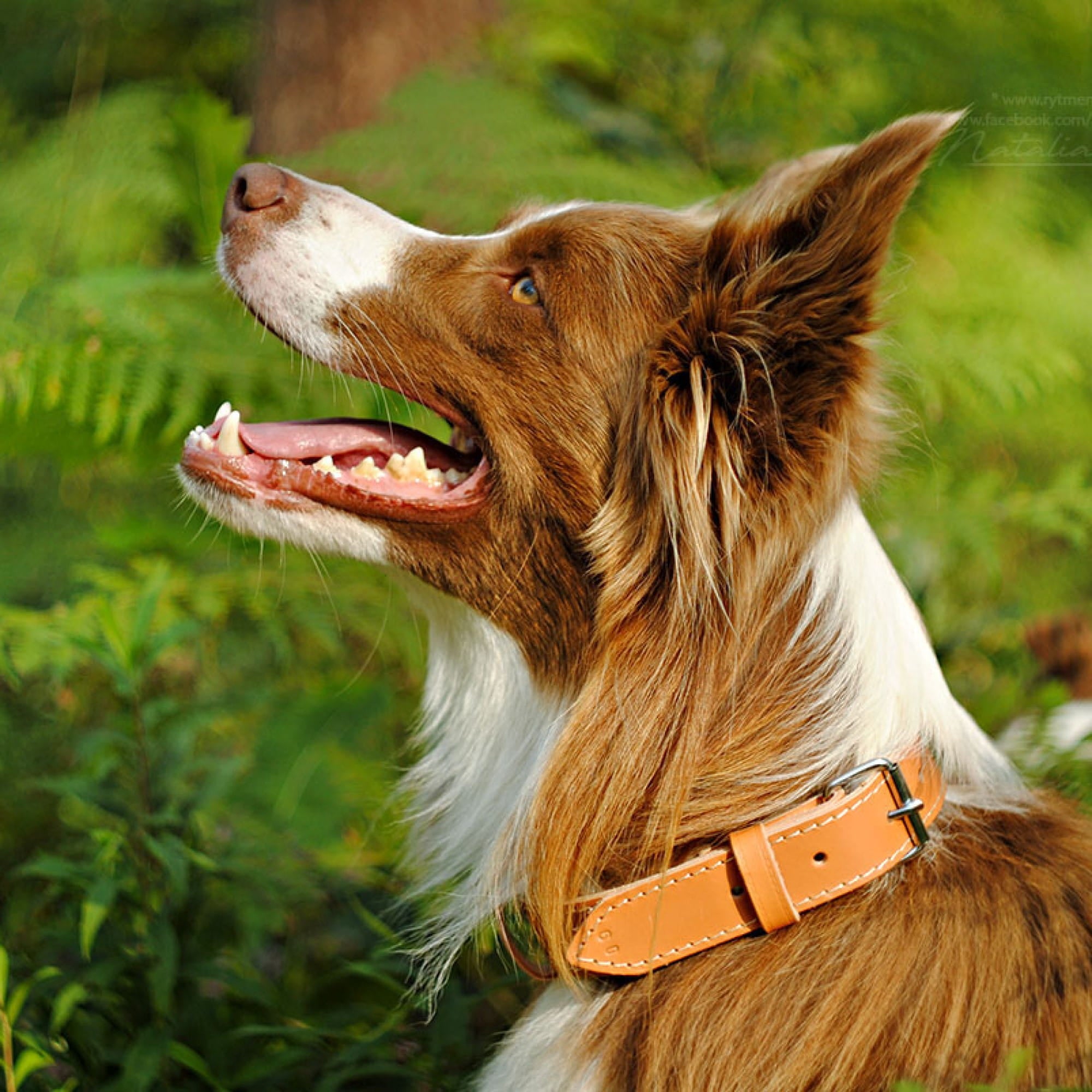 Zgardă clasică căptușită cu piele întoarsă