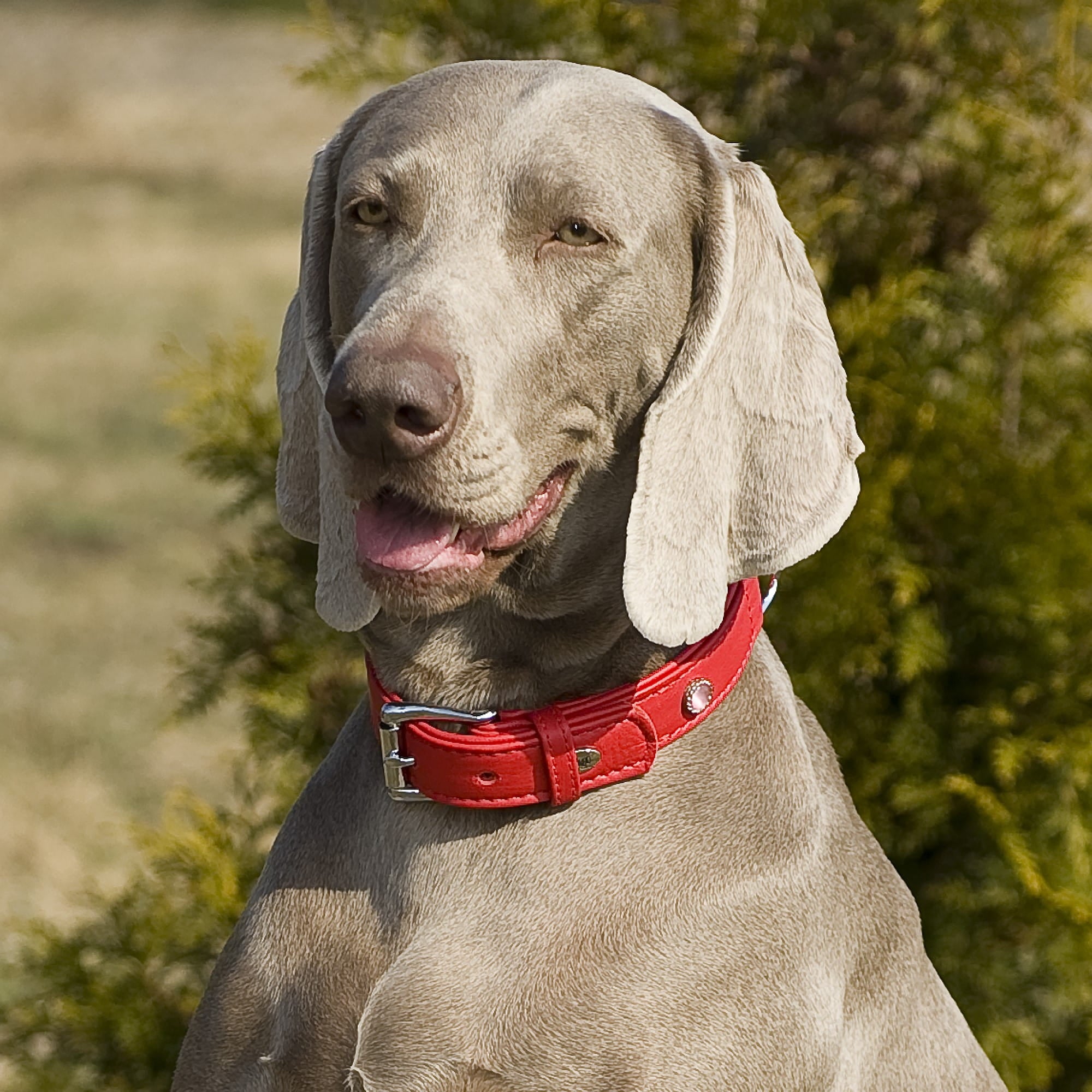 Zgardă decorativă royal