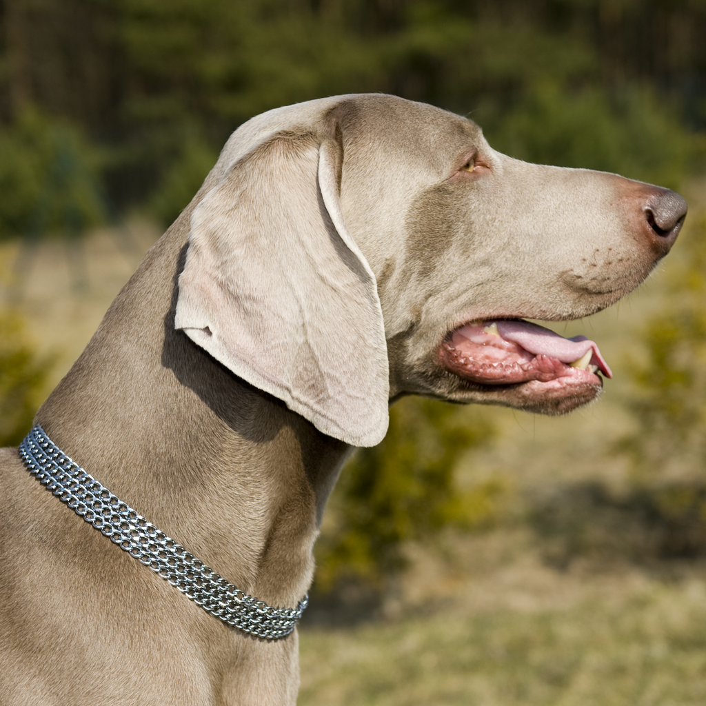 Zgardă pentru câini cu închidere triplă tip clip