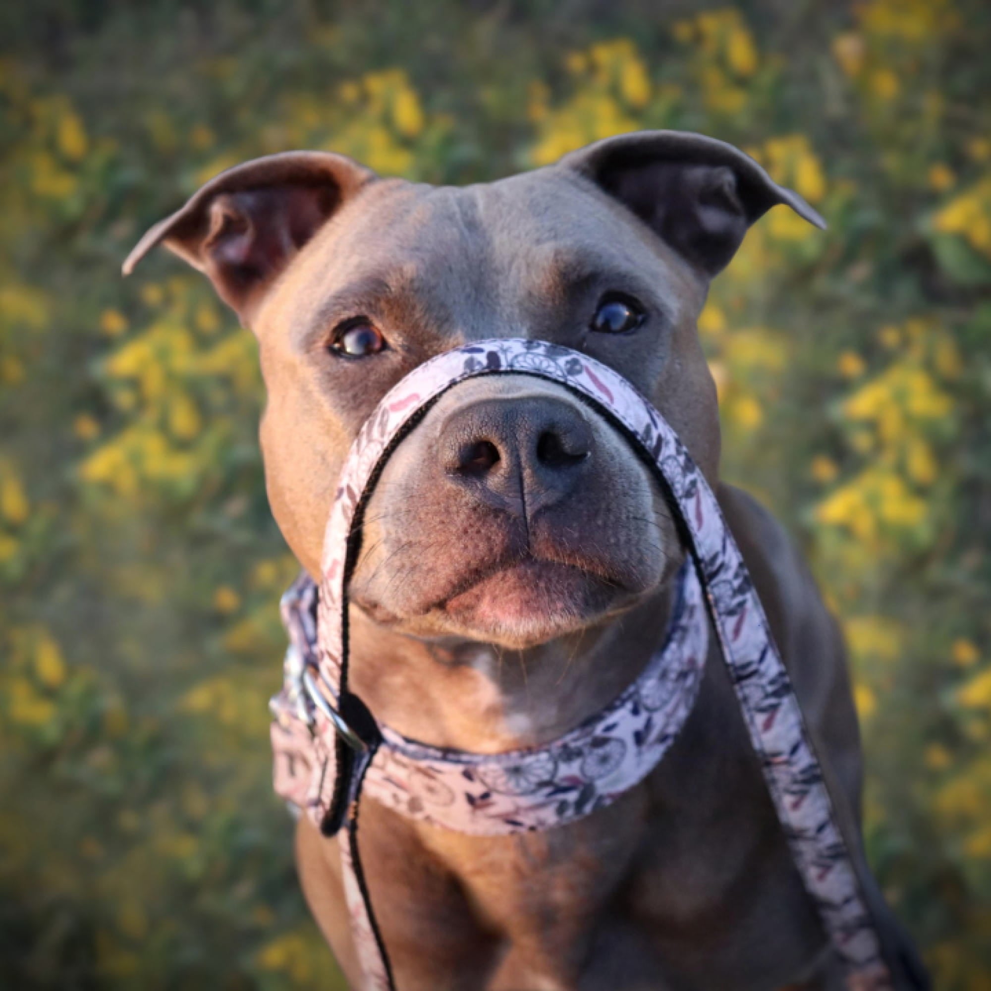 Zgardă reglabilă pentru câine america georgia