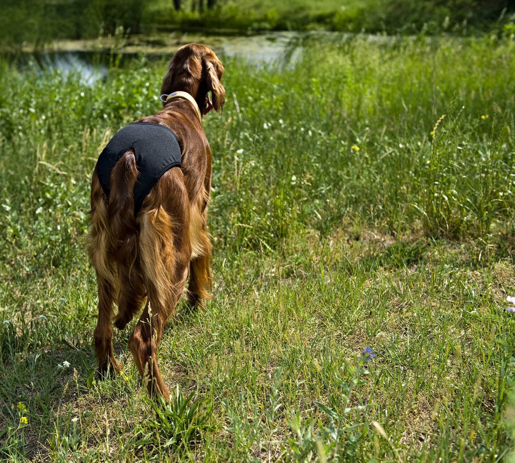 Scutece lavabile pentru câini