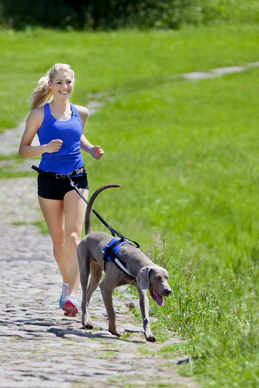 Set de alergare cu centură și lesă cu amortizor pentru câini