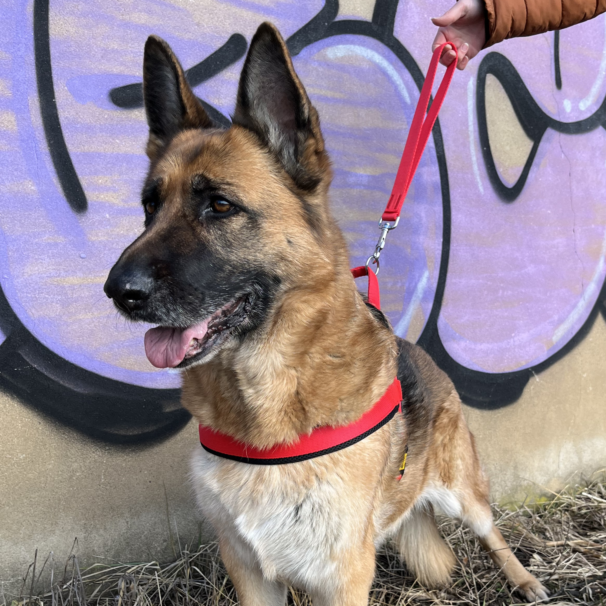 COLLAR HANDLE FOR DOG TAPE