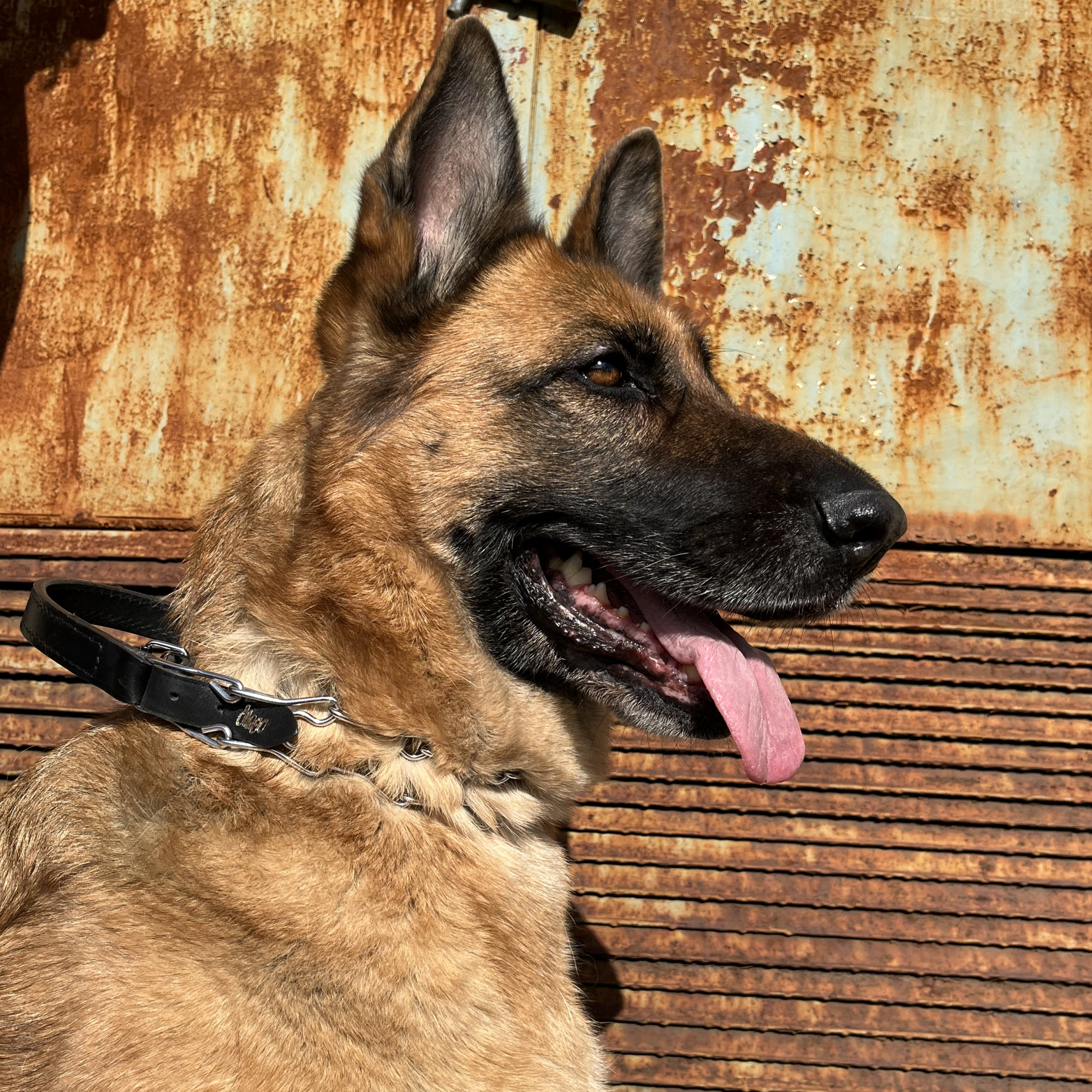 Zgardă cu țepi și mâner