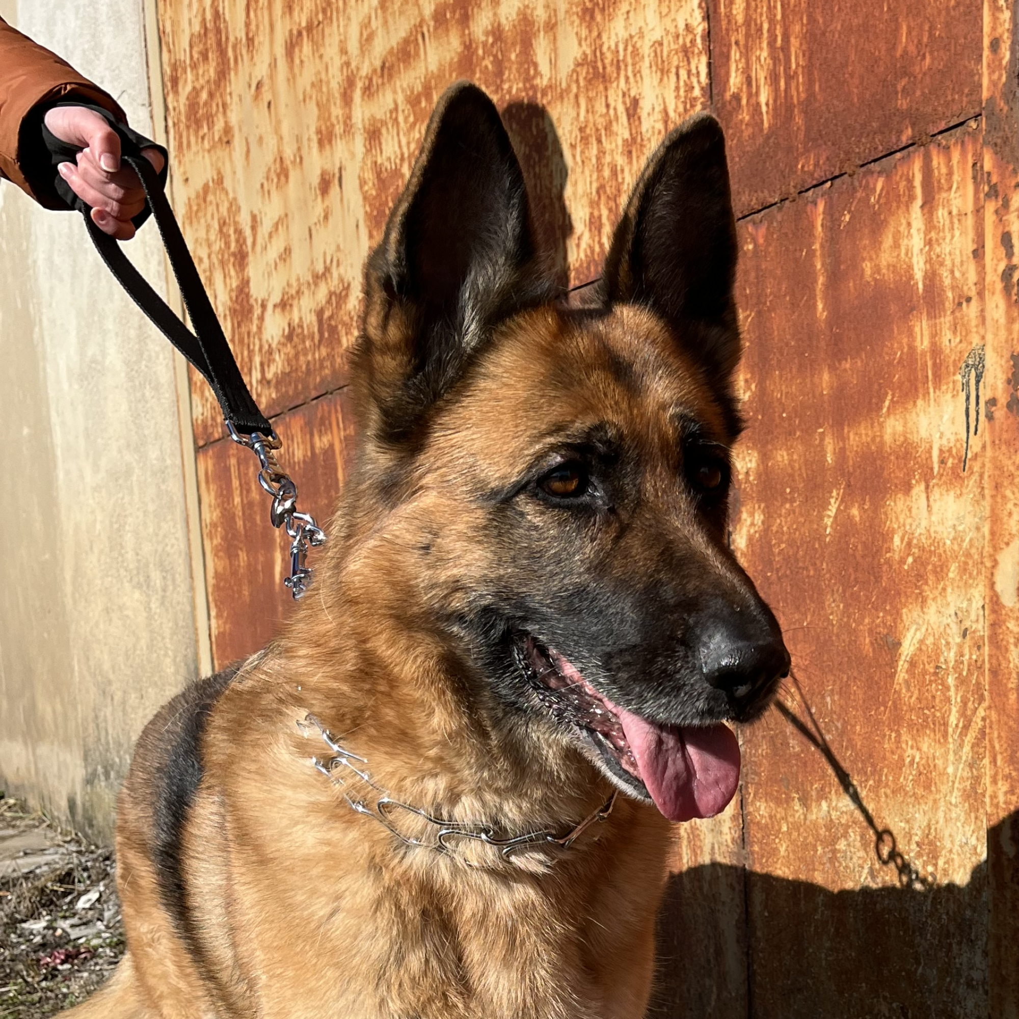 COLLAR HANDLE FOR DOG TAPE