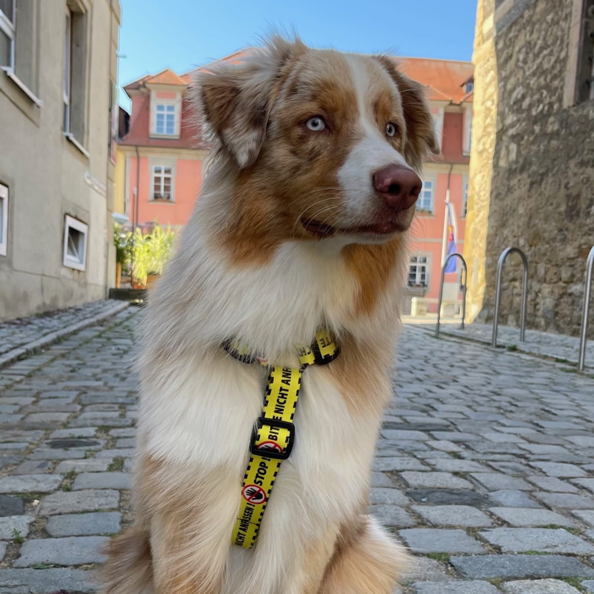 Ham galben pentru câini „Vă rugăm nu”