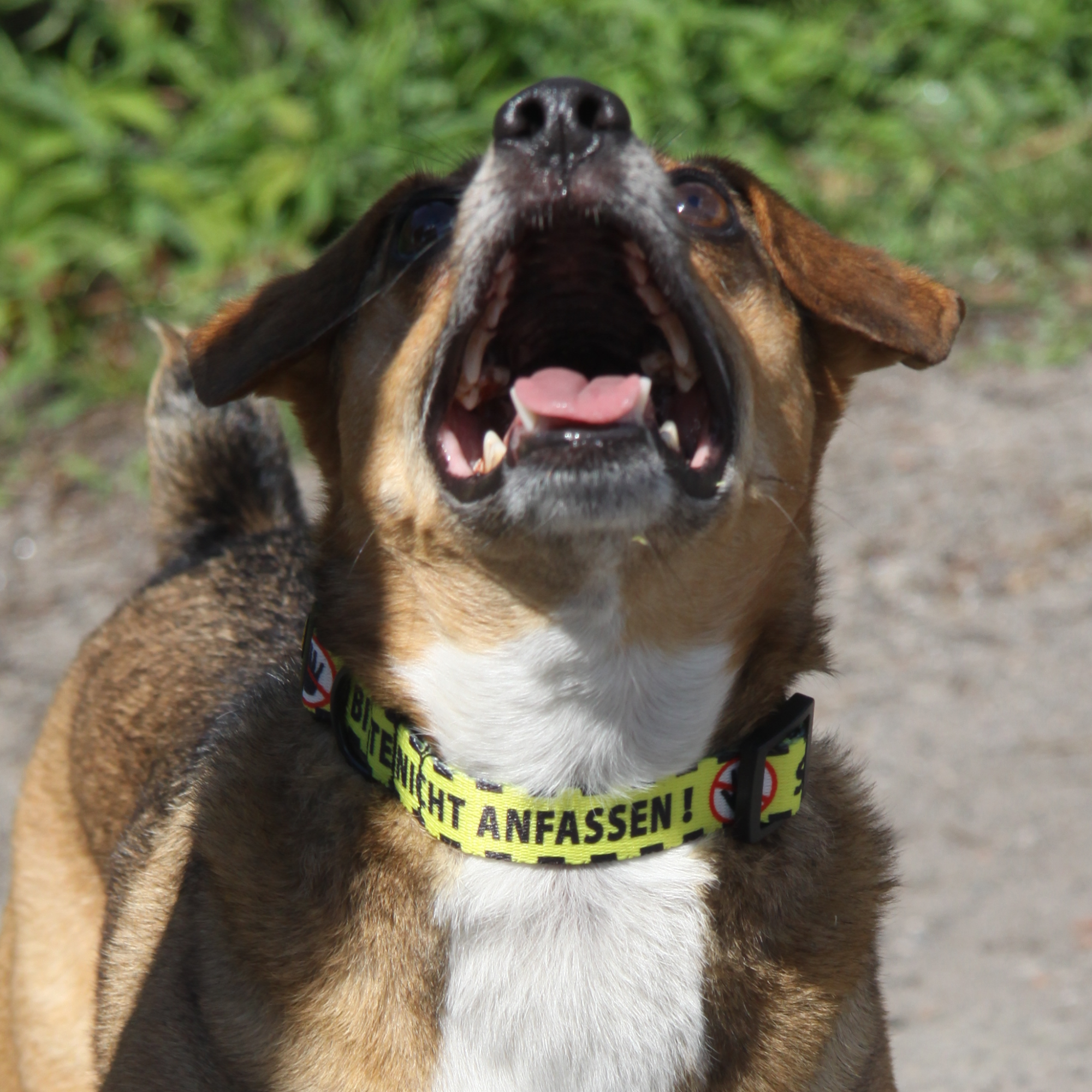Zgardă galbenă pentru câine vă rog nu atingeți