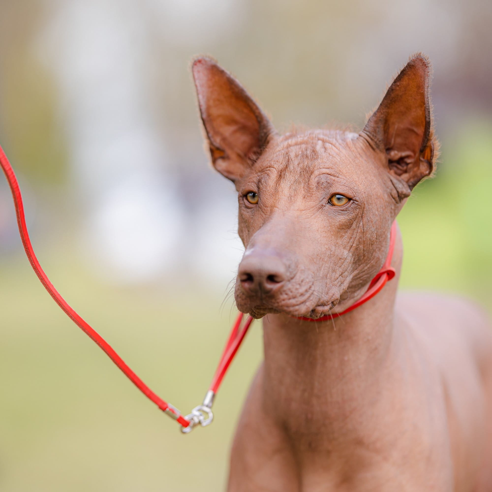 Lesă tip inel pentru câini
