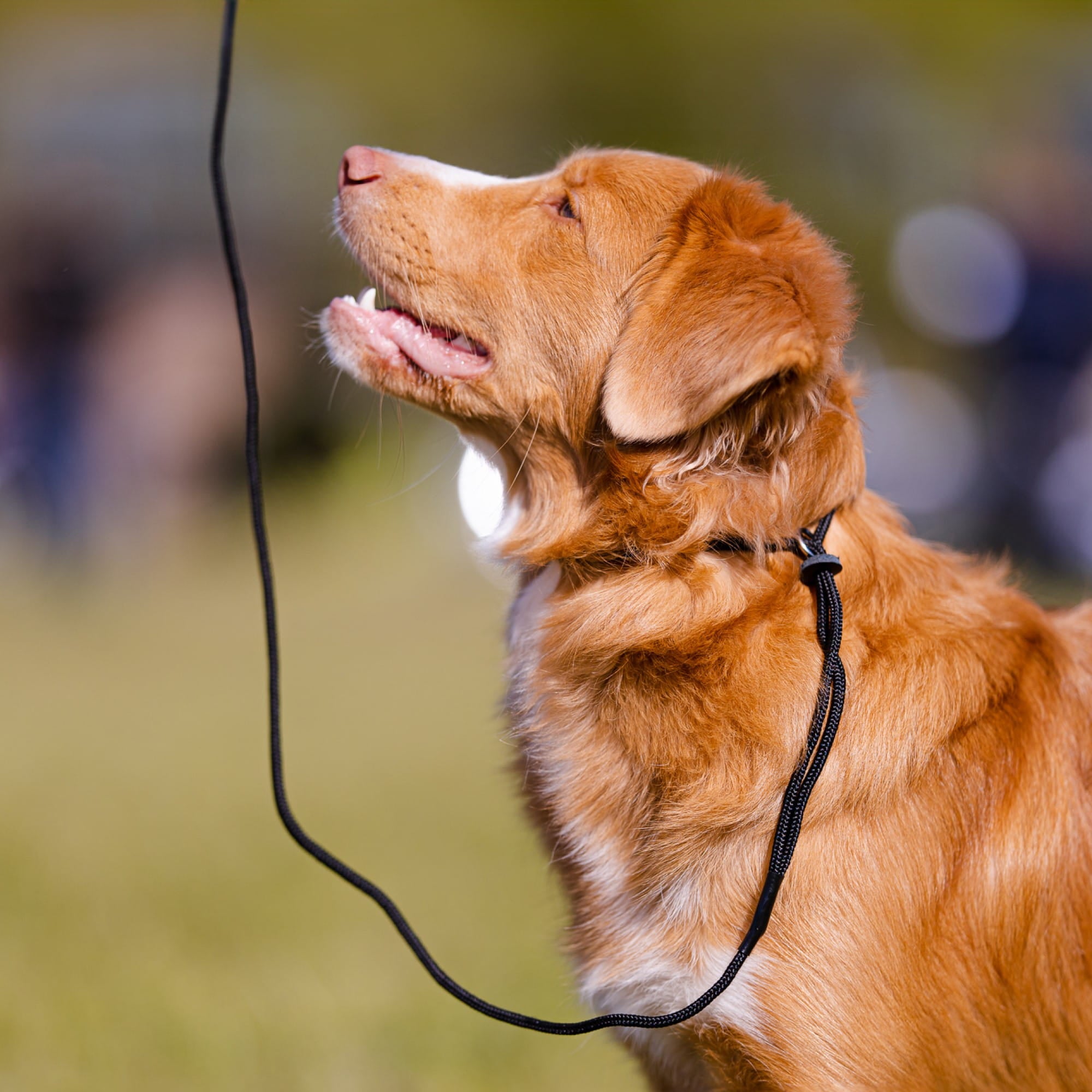Lesă tip inel din frânghie pentru câini