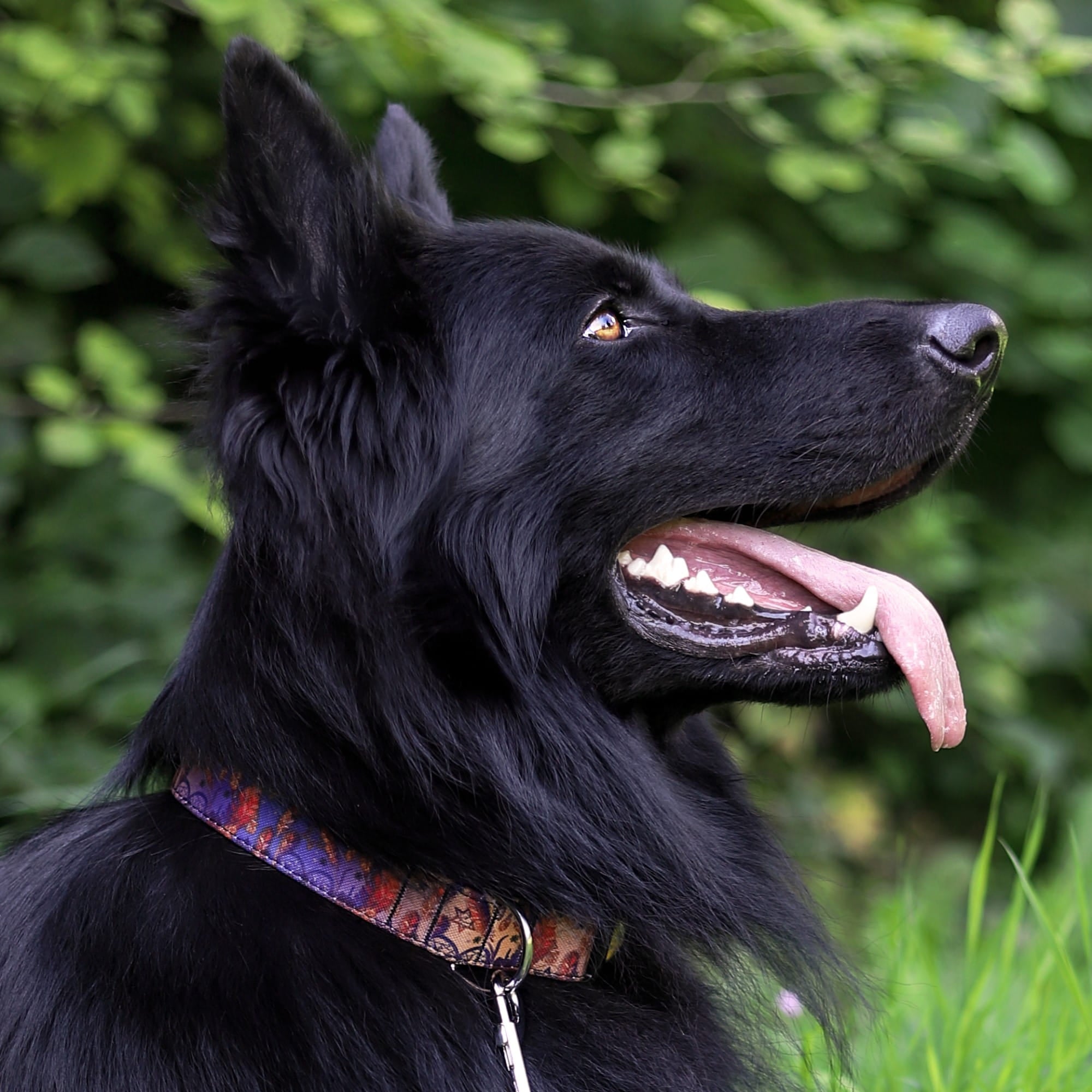 Zgardă reglabilă pentru câine america indiana