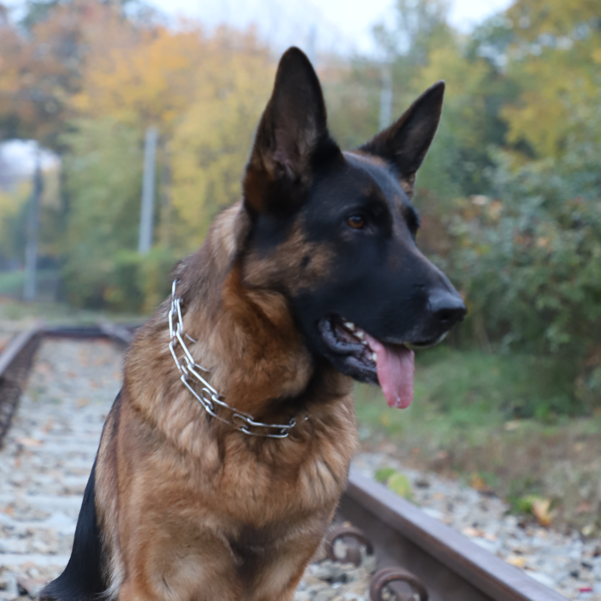 Zgardă cu țepi pentru câine