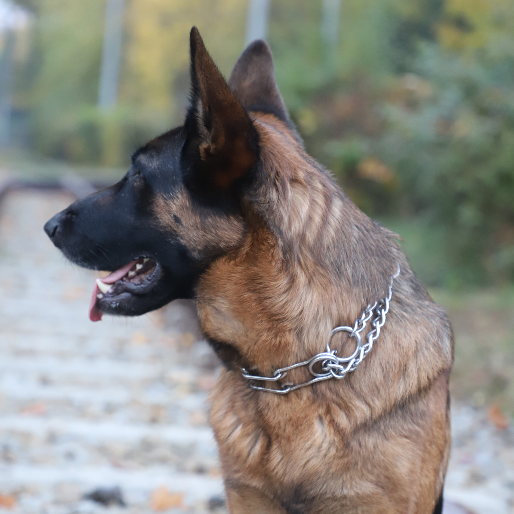 Zgardă cu țepi rotunjiți