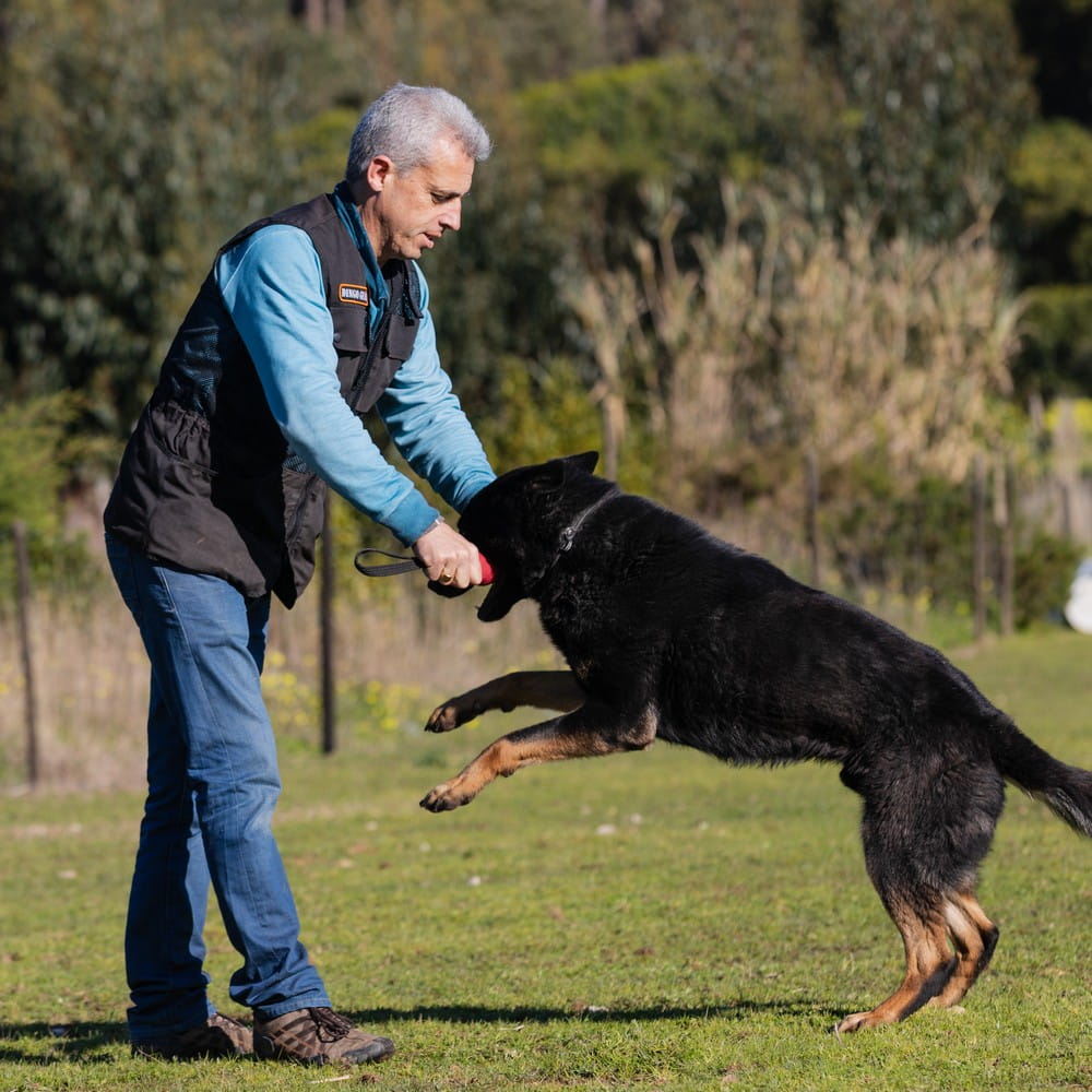 Dingo Gear – vestă de antrenament canin