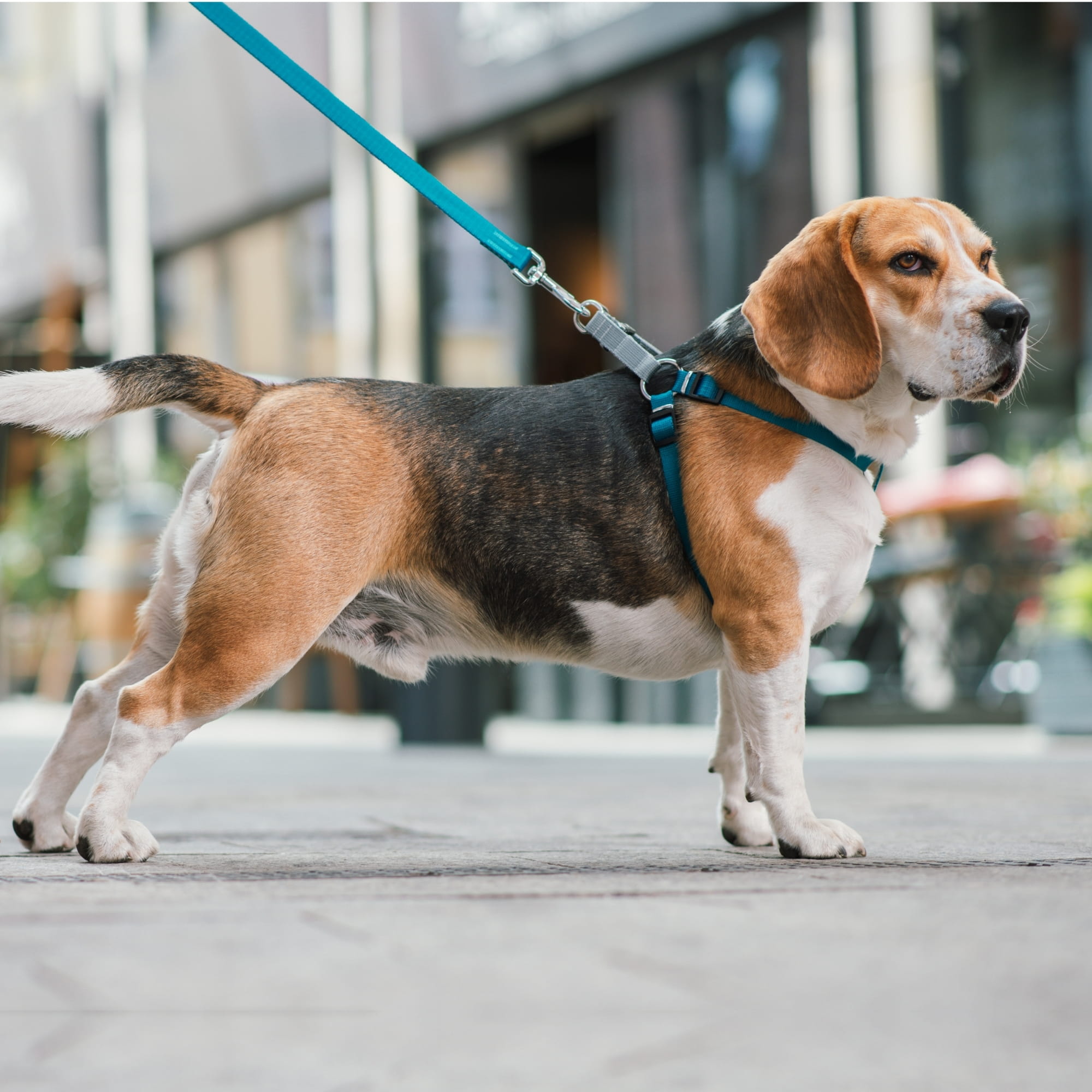 Lesă urbană din bandă Twilight Silver