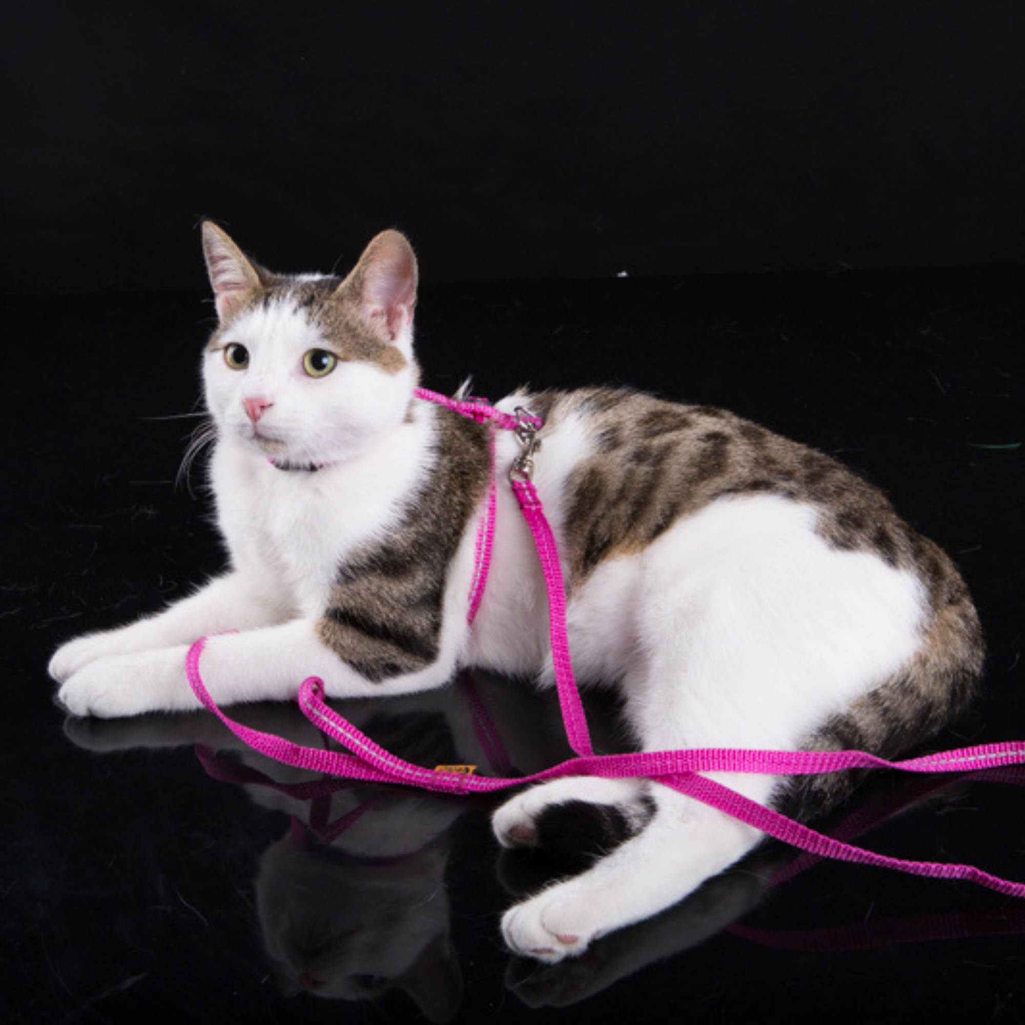 Ham reflectorizant cu lesă pentru pisici „energy”