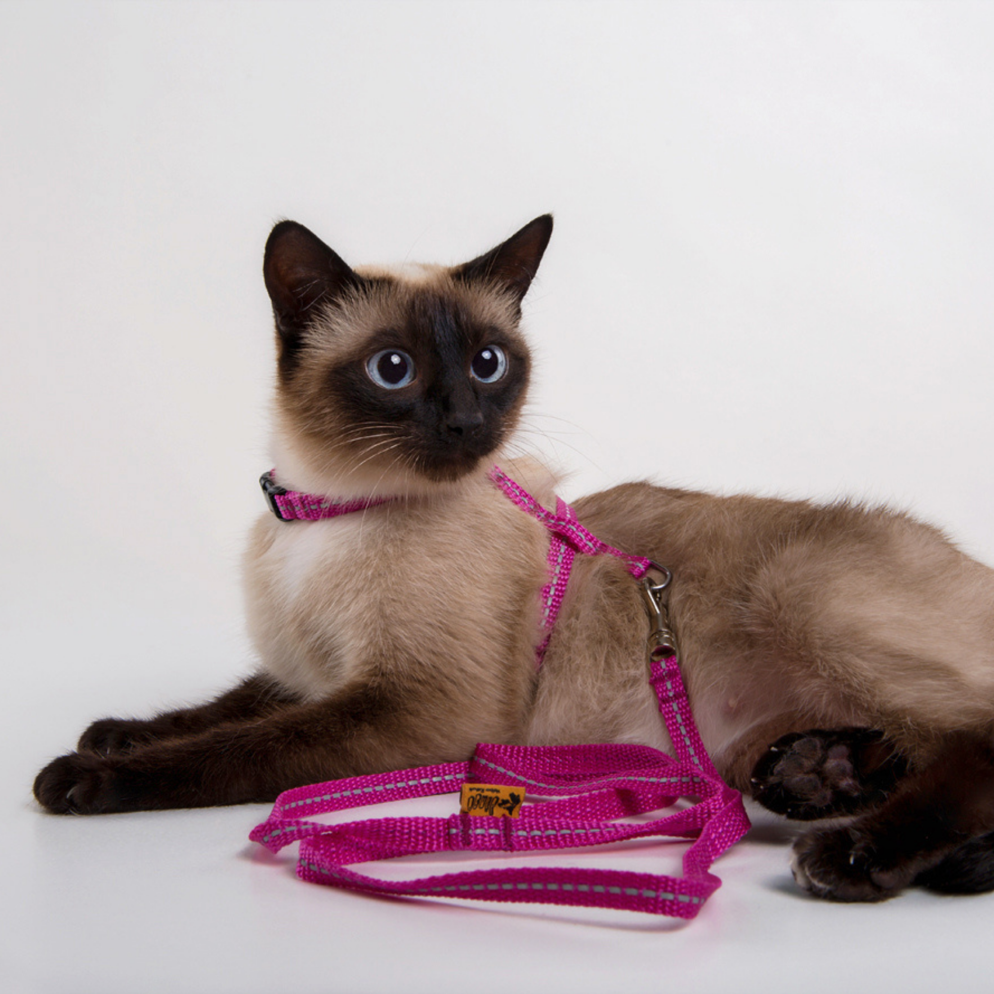 Ham reflectorizant cu lesă pentru pisici „energy”