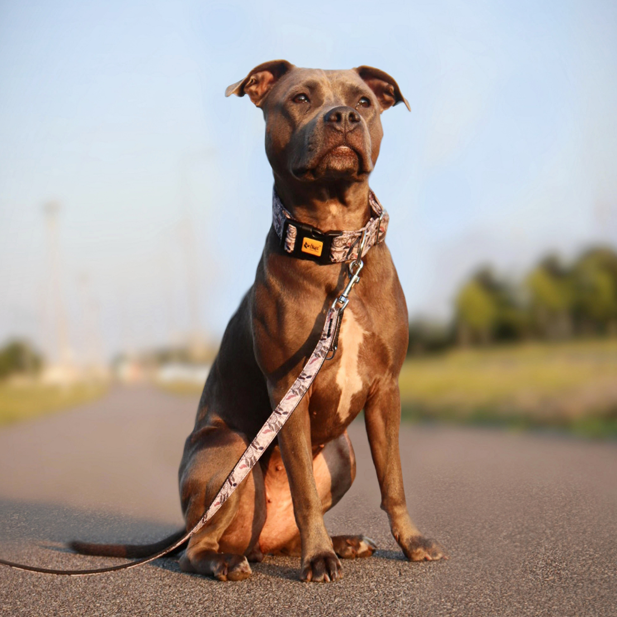 Zgardă reglabilă pentru câine america georgia